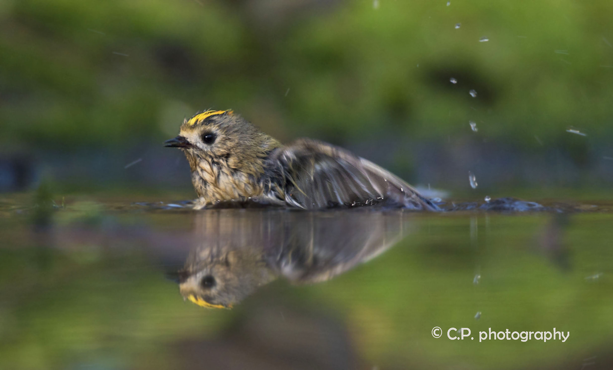 Tamron SP 150-600mm F5-6.3 Di VC USD sample photo. A goldcrest that washes himself photography