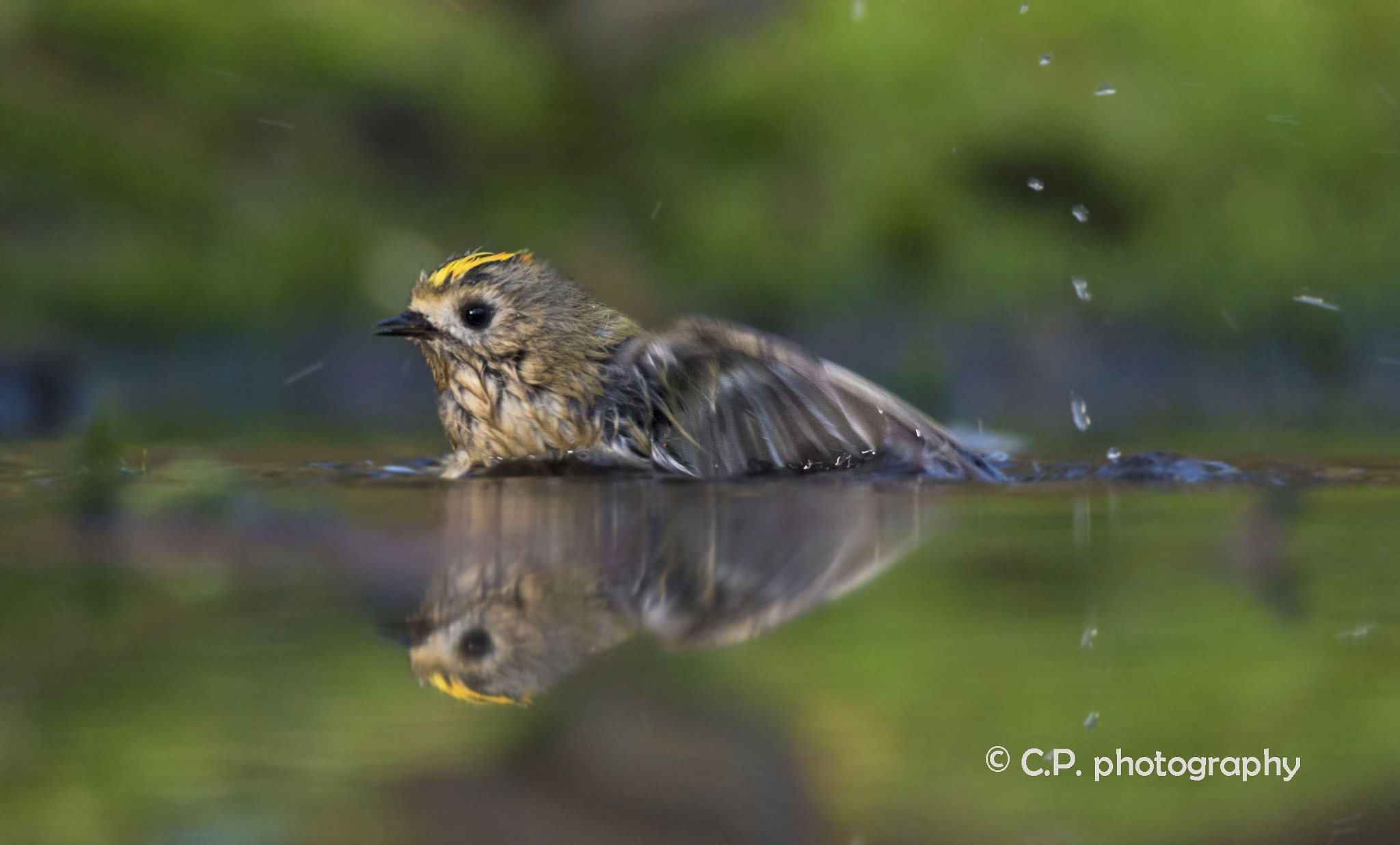 Sony a7S + Tamron SP 150-600mm F5-6.3 Di VC USD sample photo. A goldcrest that washes himself photography