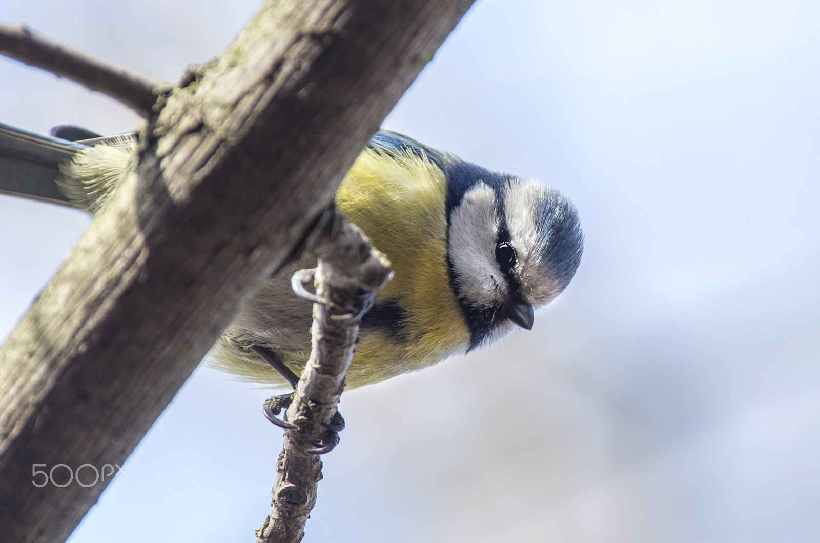 Pentax K-5 II + Pentax smc DA* 300mm F4.0 ED (IF) SDM sample photo. Blue tit photography