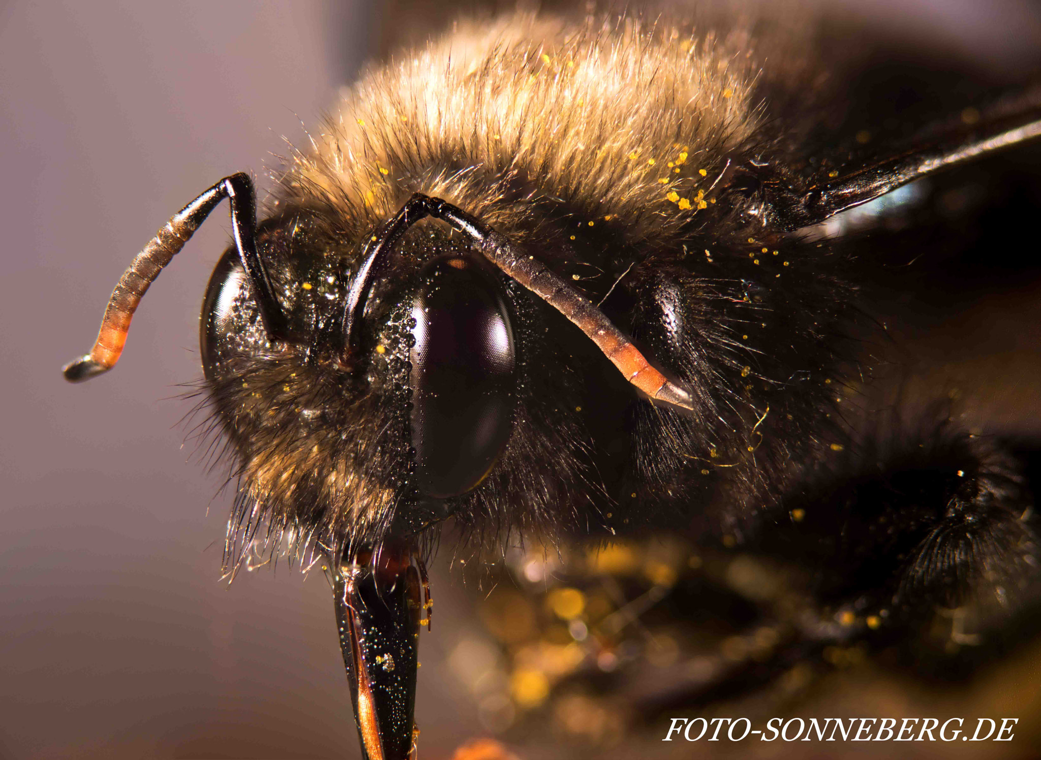 Sigma 105mm F2.8 EX DG OS HSM sample photo. Blaue holzbiene  photography