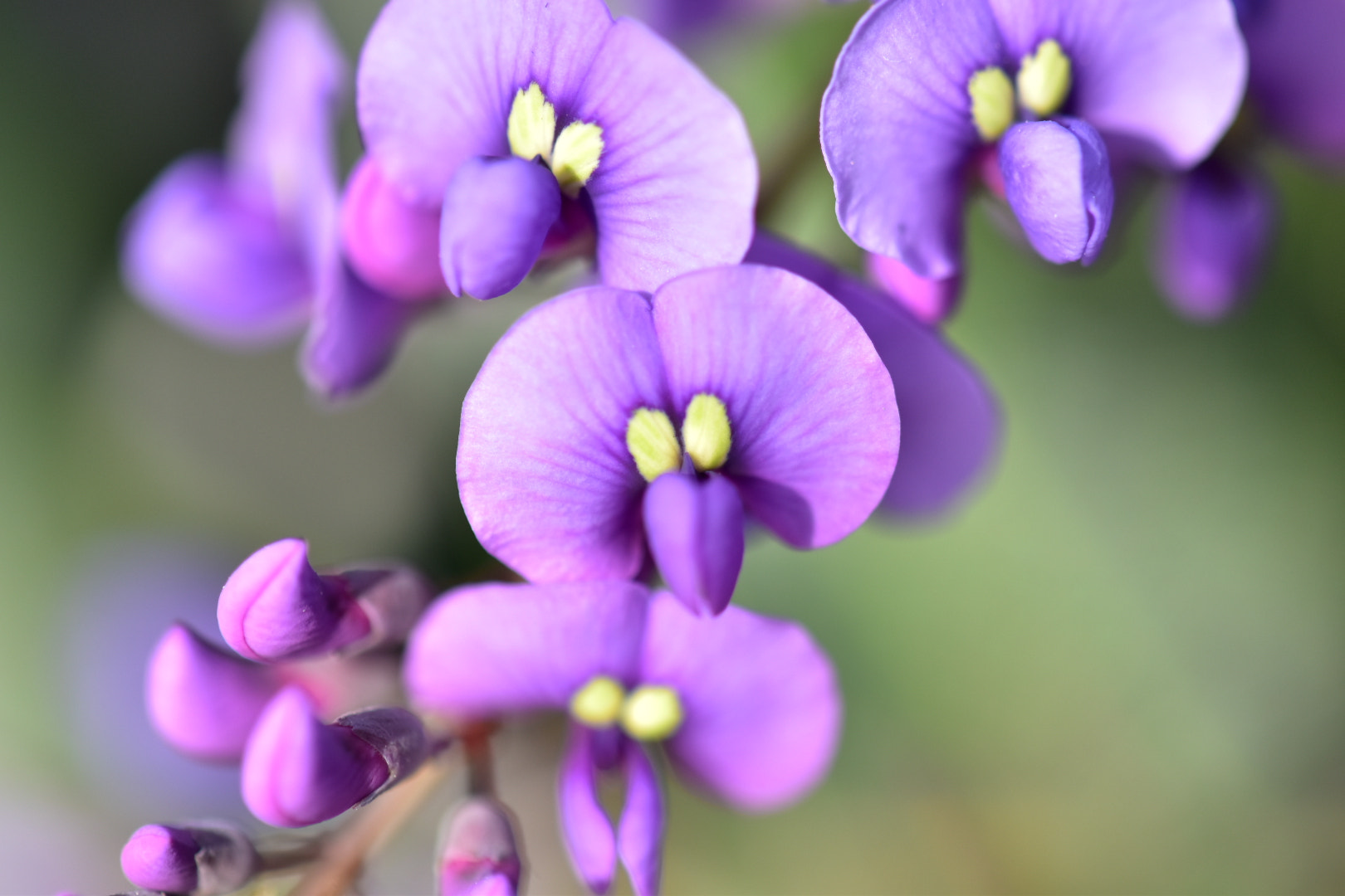 Nikon AF-S DX Micro-Nikkor 85mm F3.5G ED VR sample photo