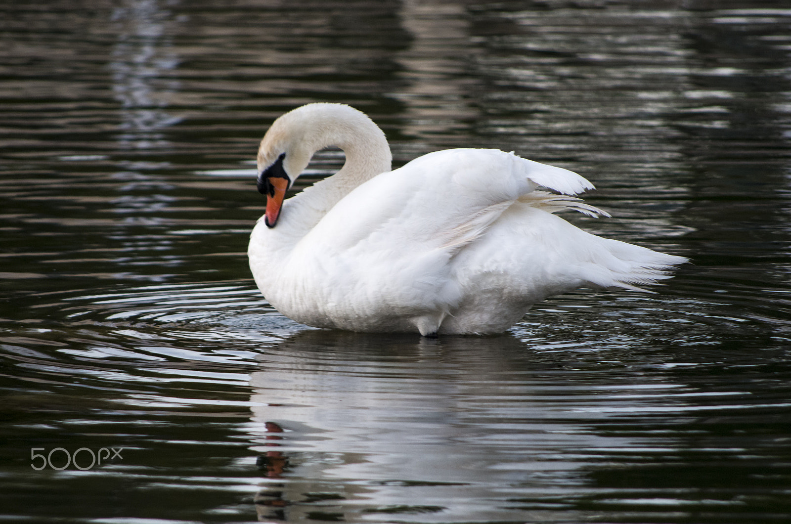 Pentax K-50 sample photo. Swan photography