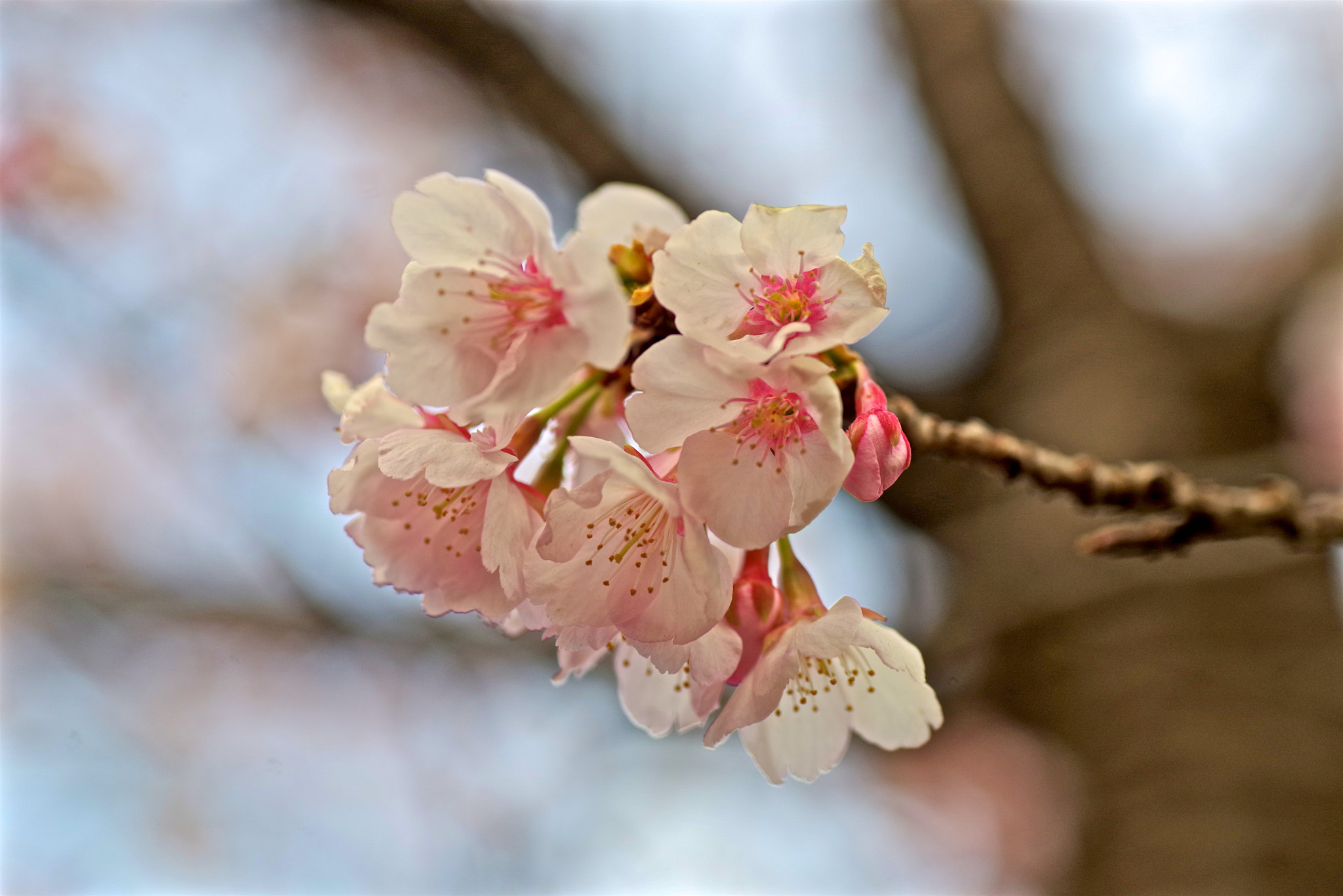 Tamron SP AF 90mm F2.8 Di Macro sample photo. Sakura photography