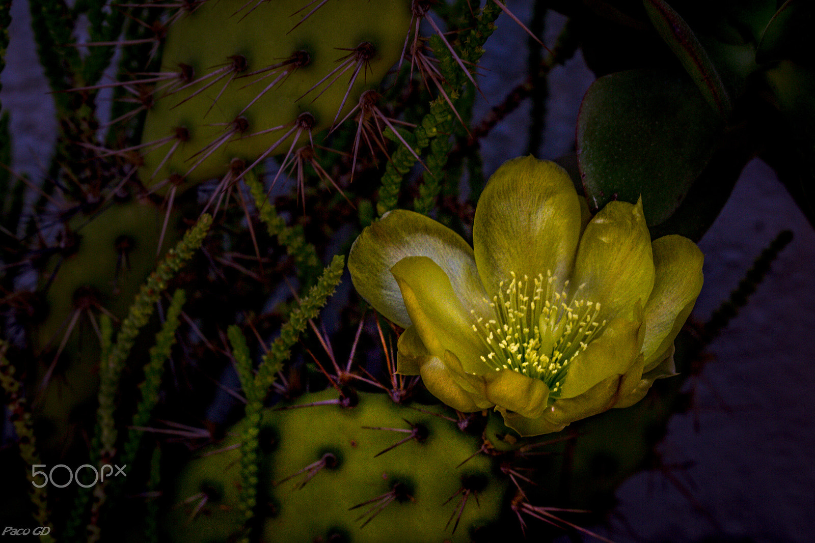 Canon EF 100mm F2.8 Macro USM sample photo. Flor de chumbera photography