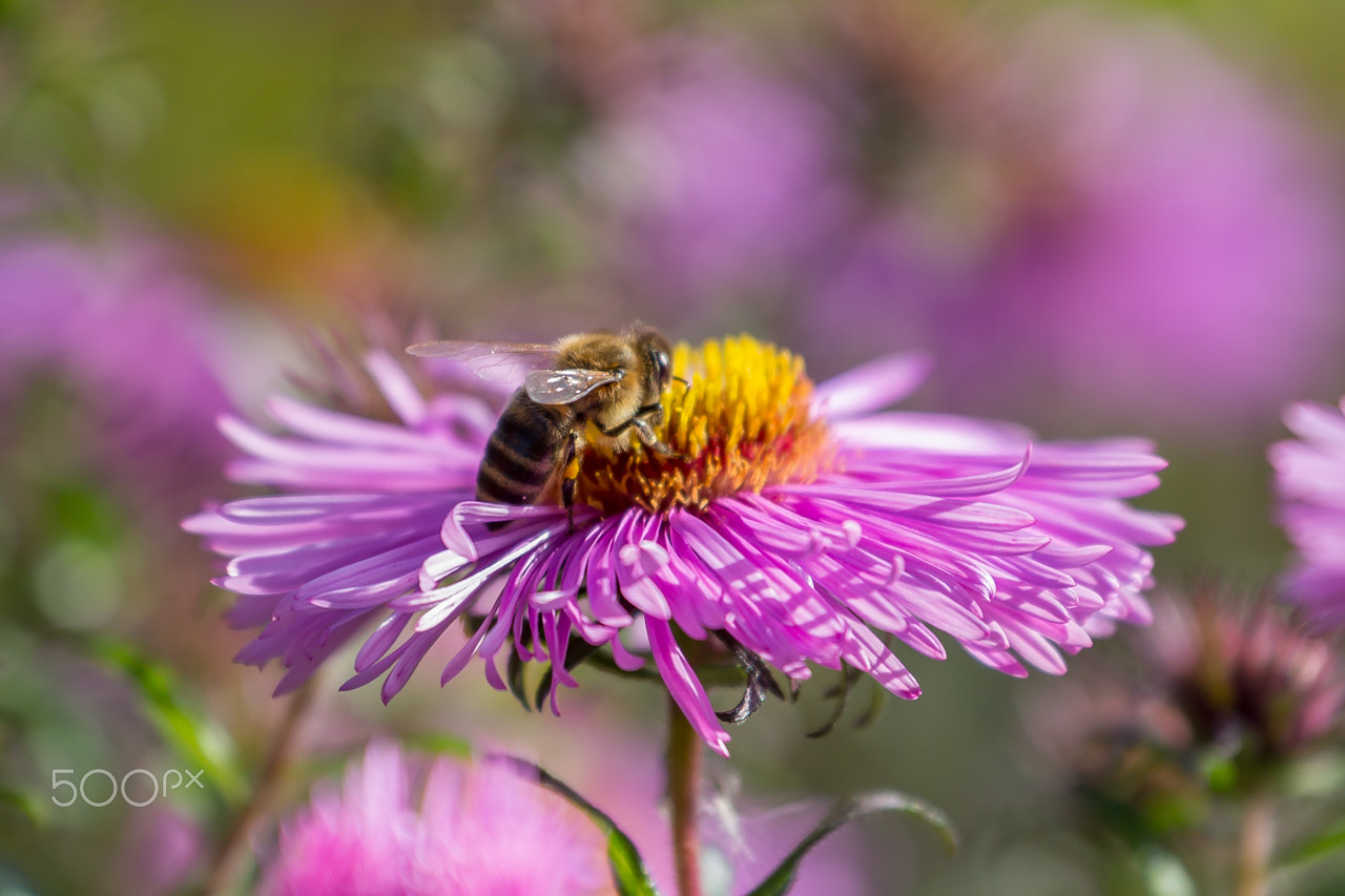 Canon EF 70-300mm F4-5.6L IS USM sample photo. Bee october photography