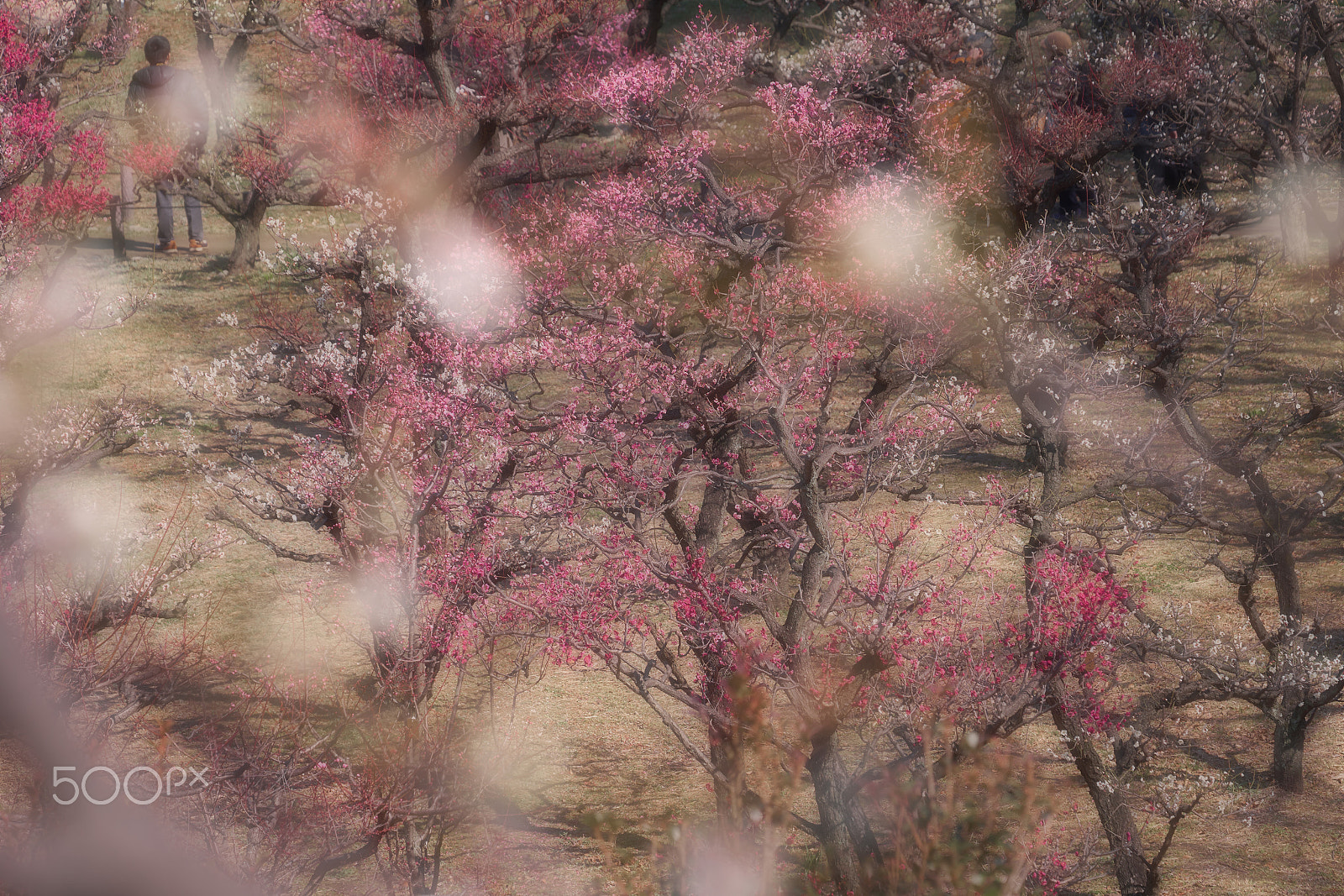 Sony FE 70-300mm F4.5-5.6 G OSS sample photo. 大阪城　梅林 photography