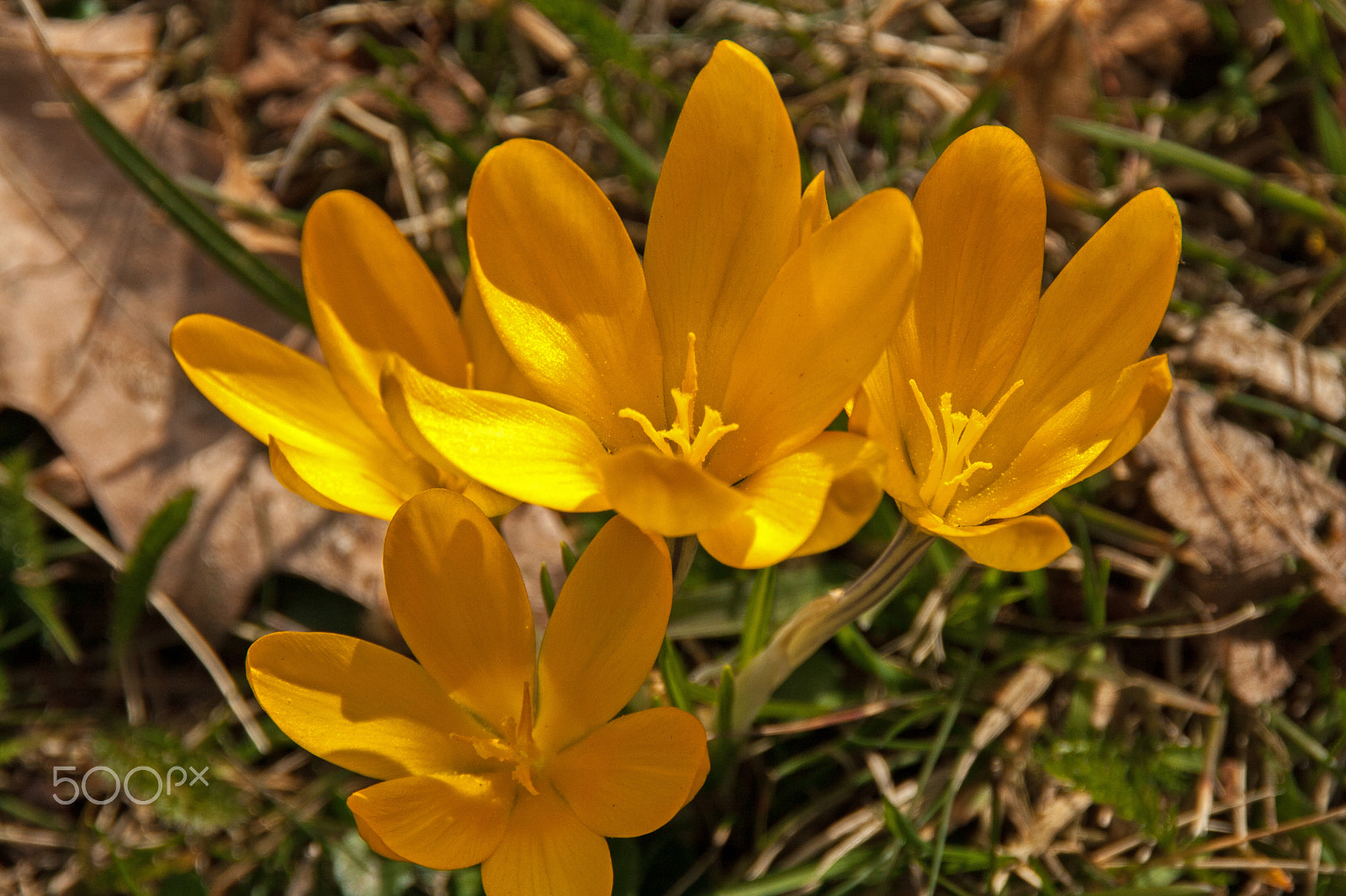 Canon EOS 400D (EOS Digital Rebel XTi / EOS Kiss Digital X) sample photo. Yellow crocusses photography