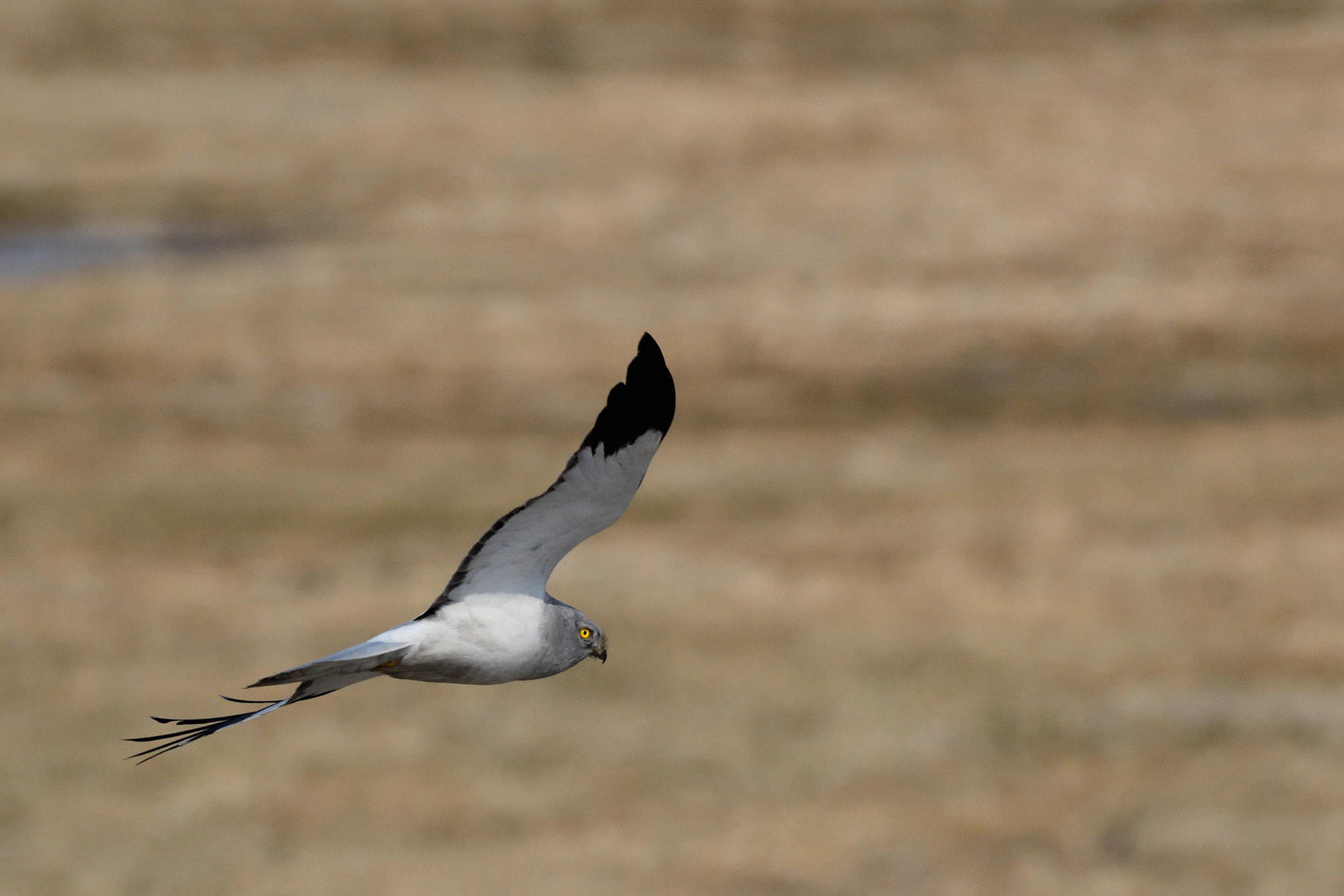 Nikon D500 sample photo. Northern harrier photography