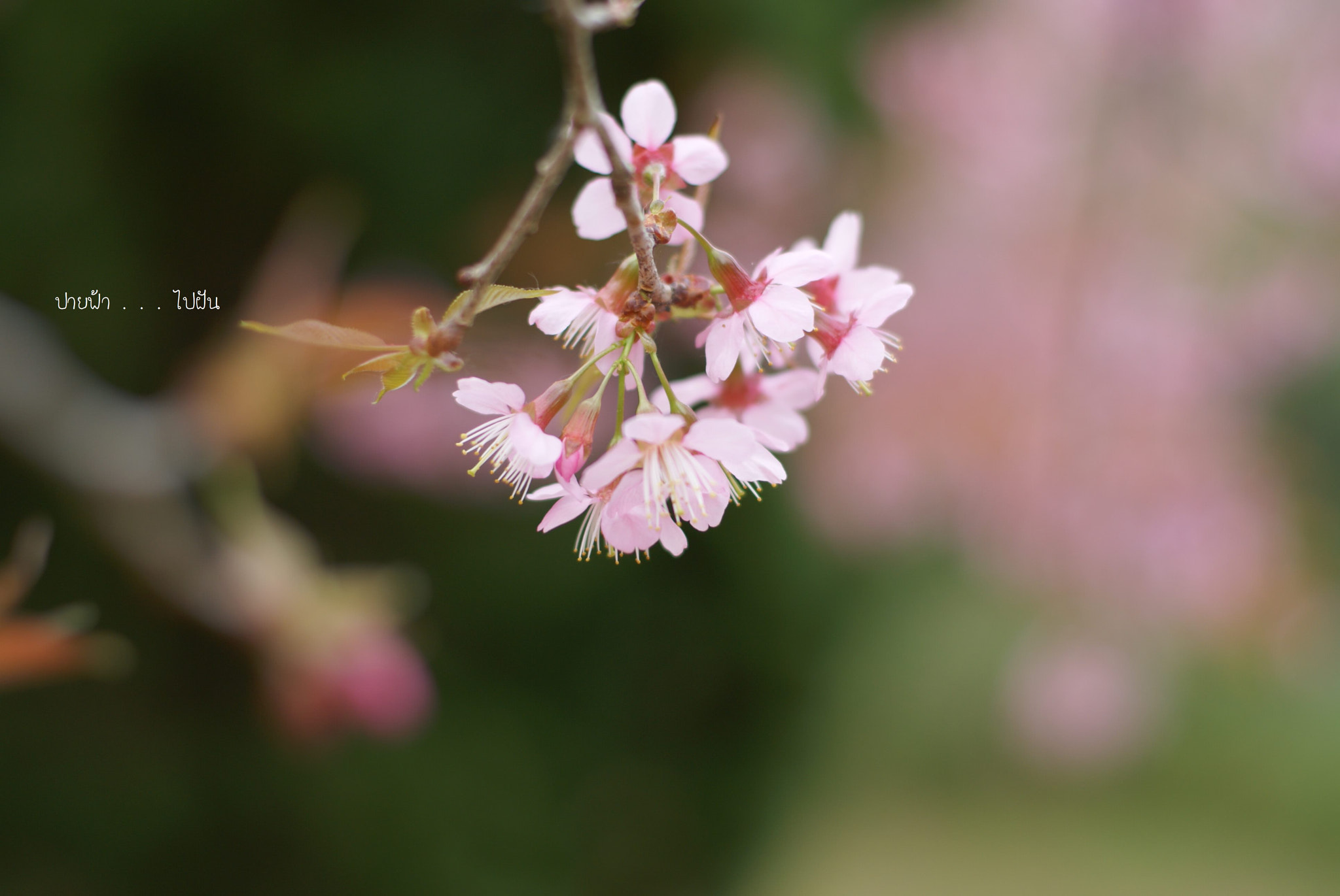 Sony Alpha DSLR-A300 sample photo. Cherry blossom in thailand photography