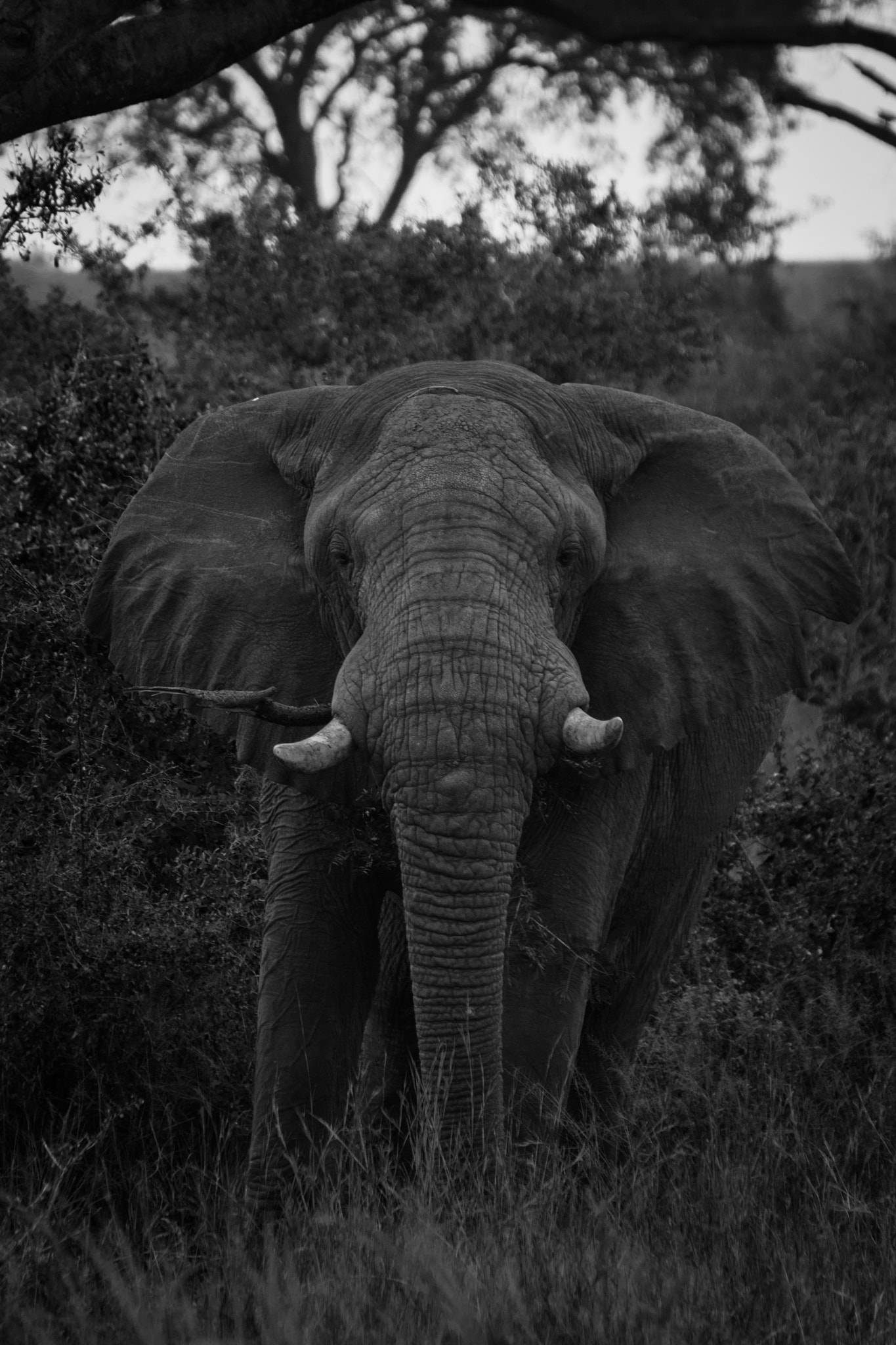 Nikon D600 sample photo. Majestic photography
