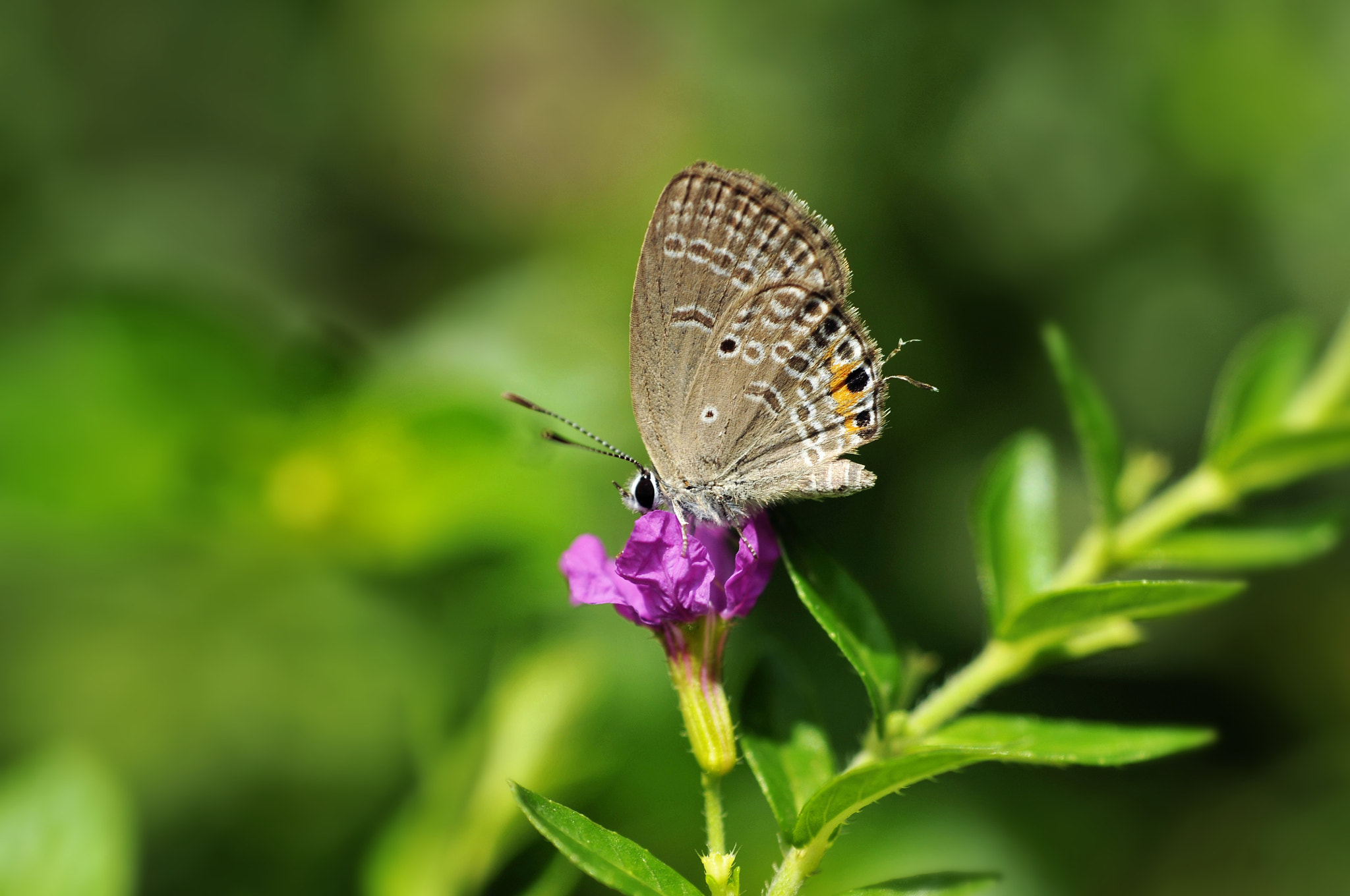 Nikon D300 + Nikon AF Nikkor 50mm F1.8D sample photo. Gray hairstreak butterfly photography