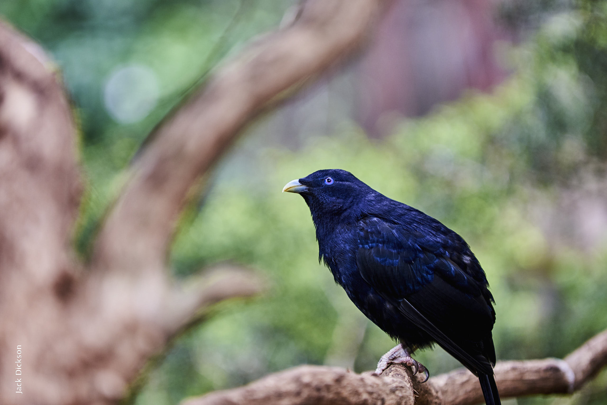 Nikon D610 + Nikon AF-S Nikkor 70-200mm F2.8G ED VR sample photo. Blue bowerbird photography