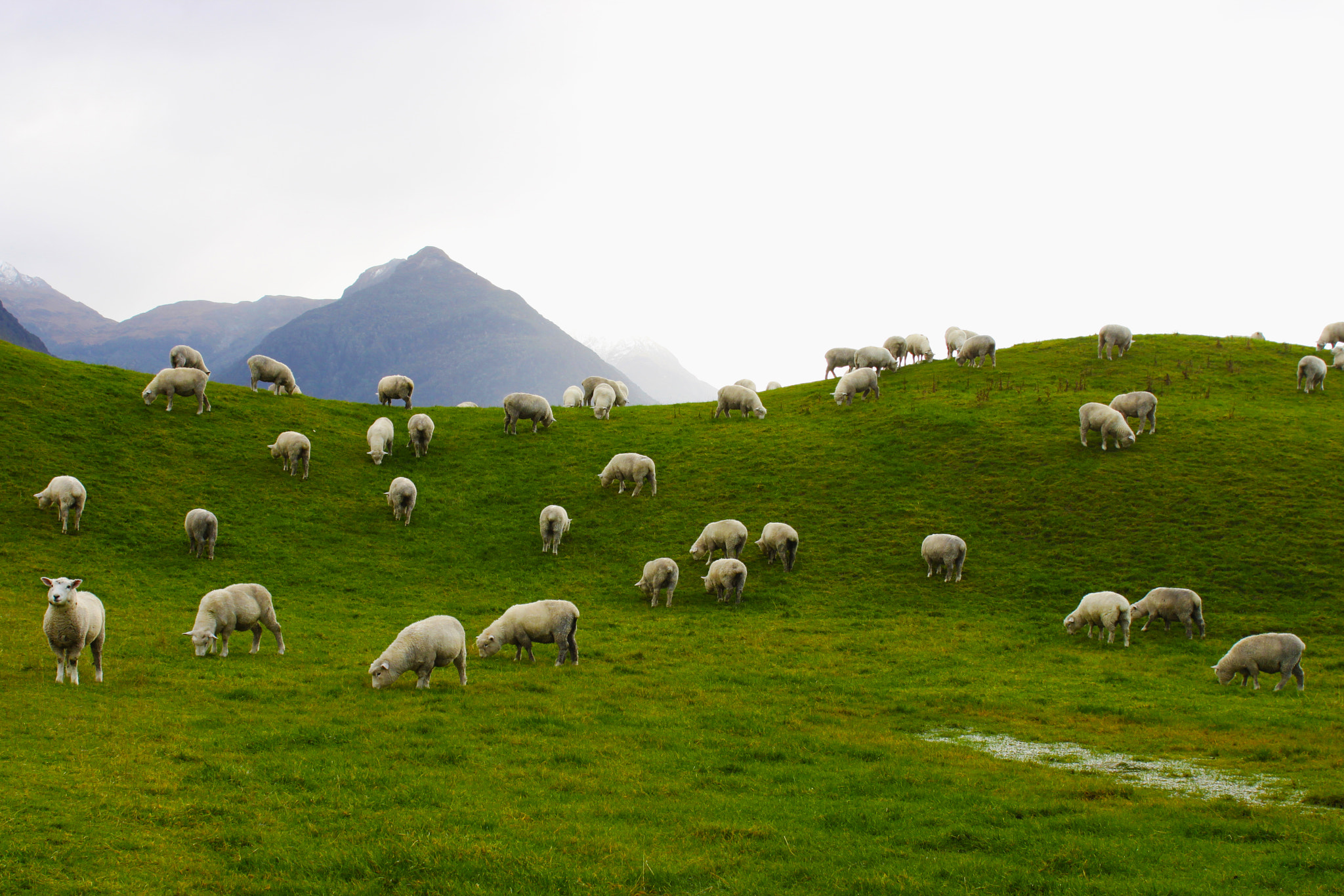 Canon EOS 500D (EOS Rebel T1i / EOS Kiss X3) sample photo. Sheep land photography