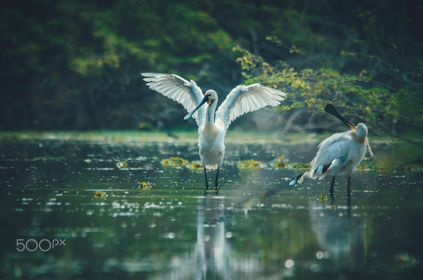 Nikon D7000 + Sigma 150-500mm F5-6.3 DG OS HSM sample photo. Spoon billed stork photography