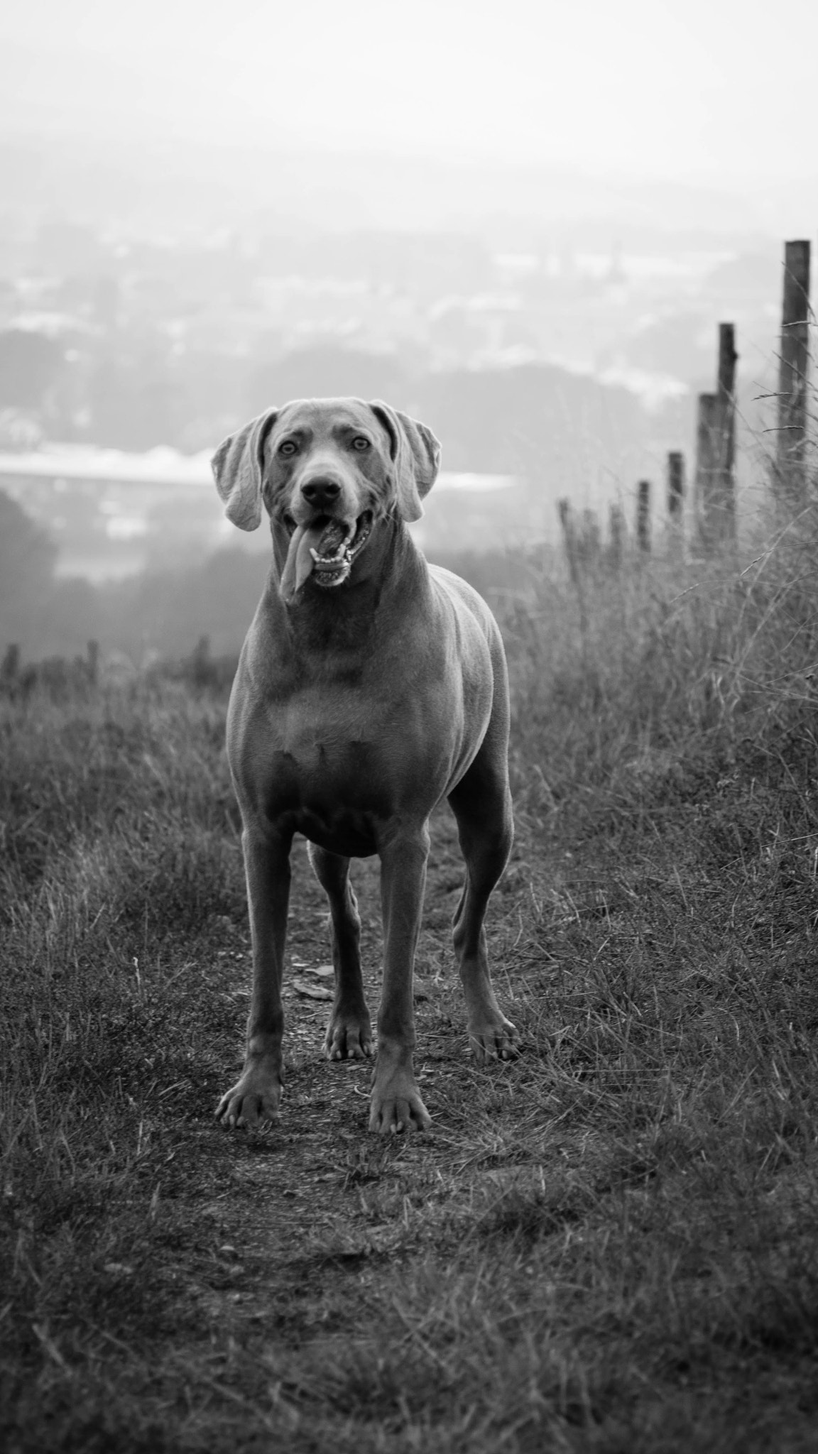 Olympus PEN E-PL6 + Olympus M.Zuiko Digital ED 40-150mm F4-5.6 R sample photo. My dog on the hill photography