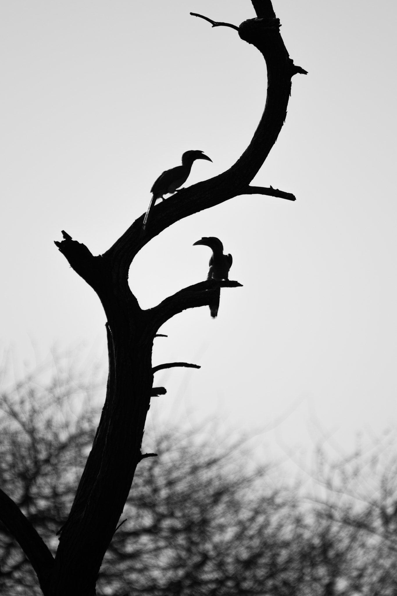 Nikon AF-S Nikkor 200-500mm F5.6E ED VR sample photo. Grey hornbills photography