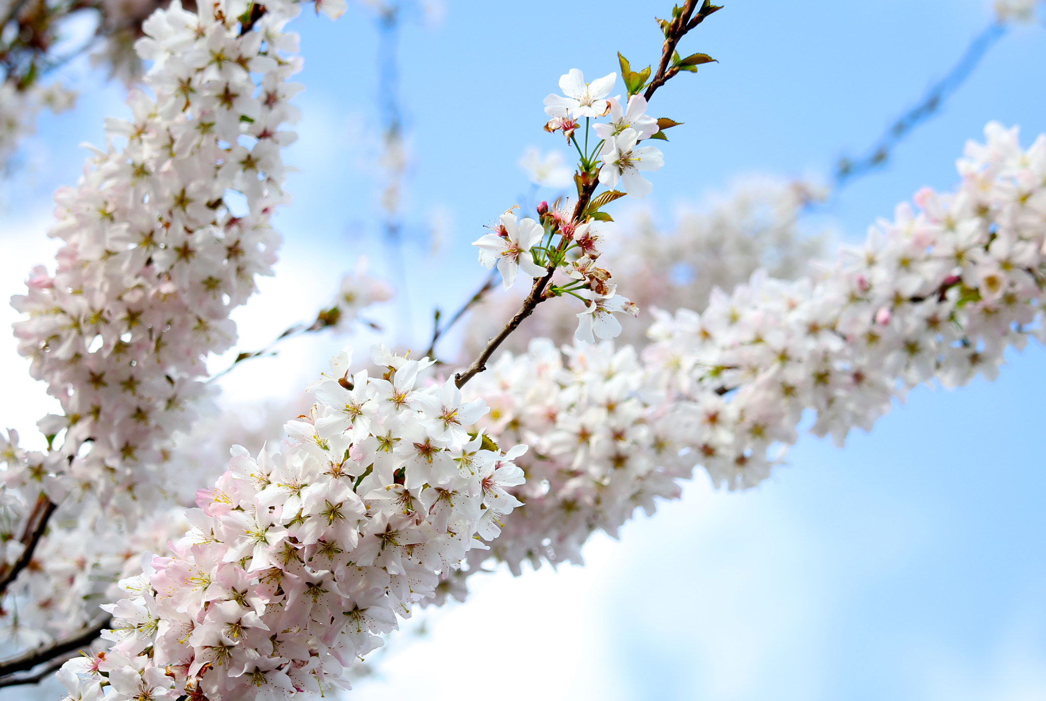 Canon EF-S 55-250mm F4-5.6 IS STM sample photo. Hello spring :) photography