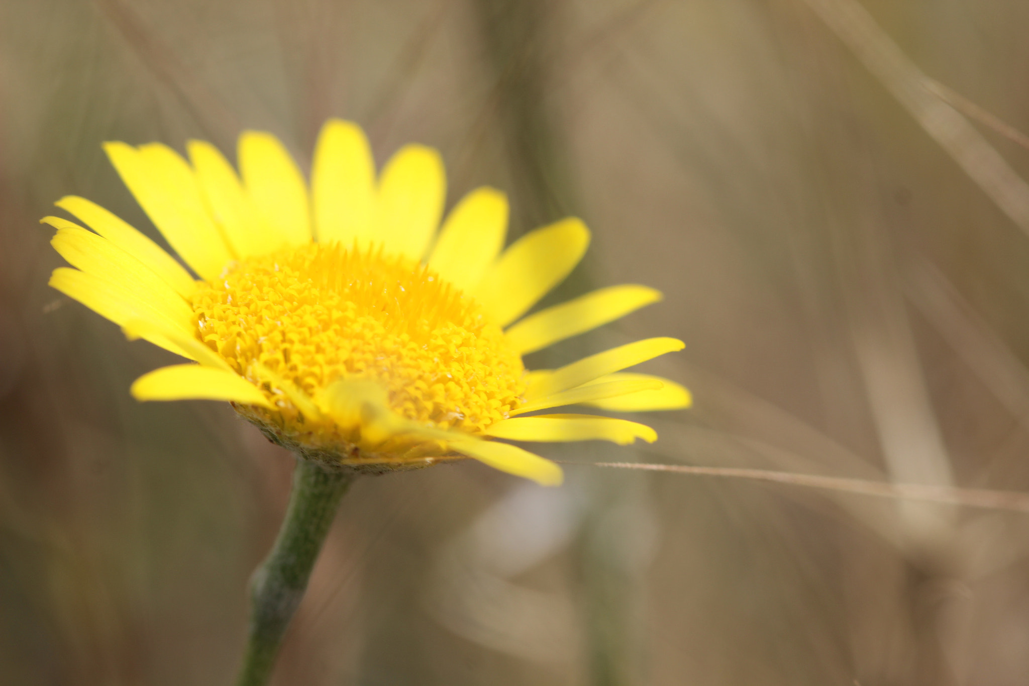 Canon EF 100mm F2.8 Macro USM sample photo. Yellow daisy photography