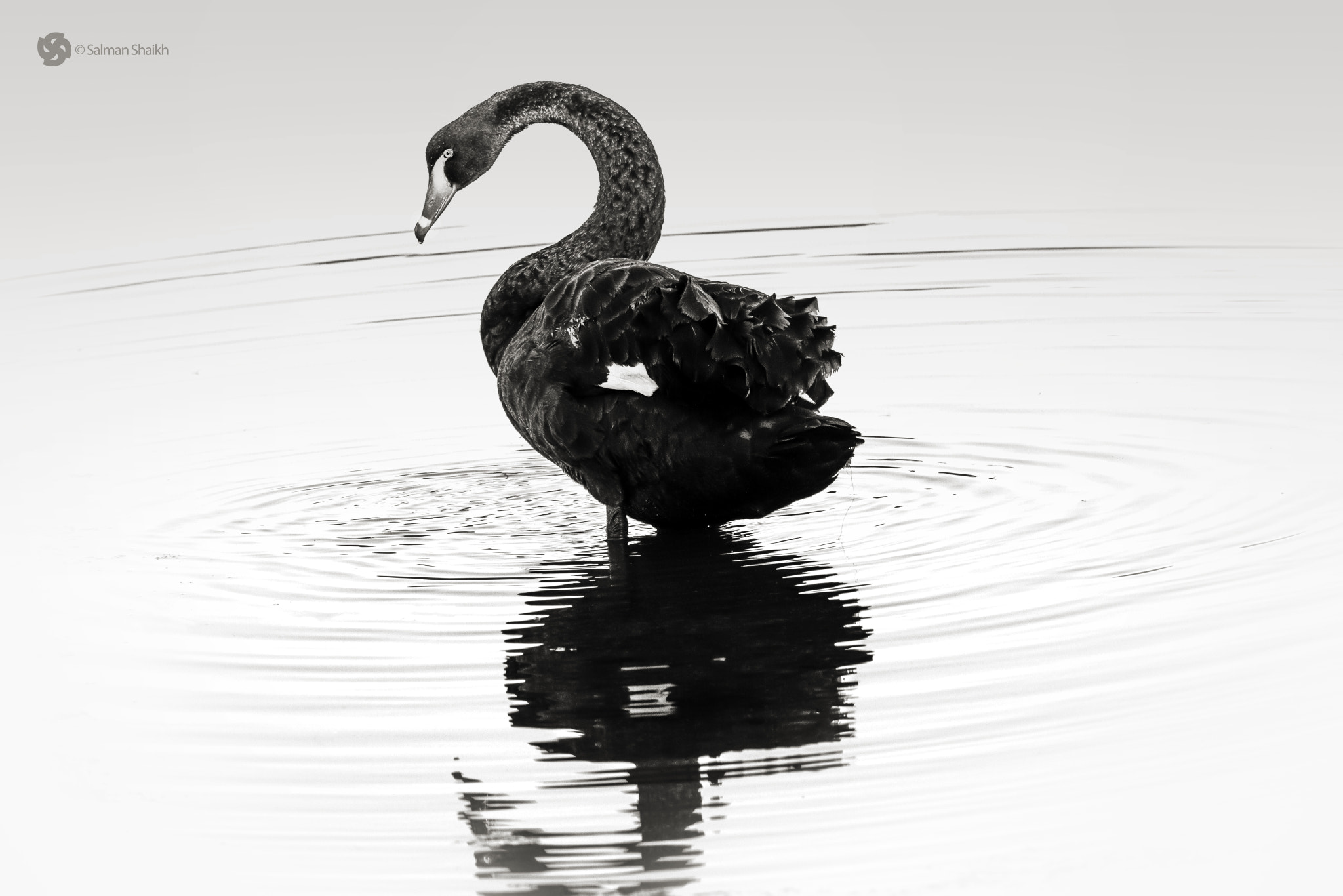 Canon EOS 7D + Canon EF 100-400mm F4.5-5.6L IS II USM sample photo. Swan bath photography