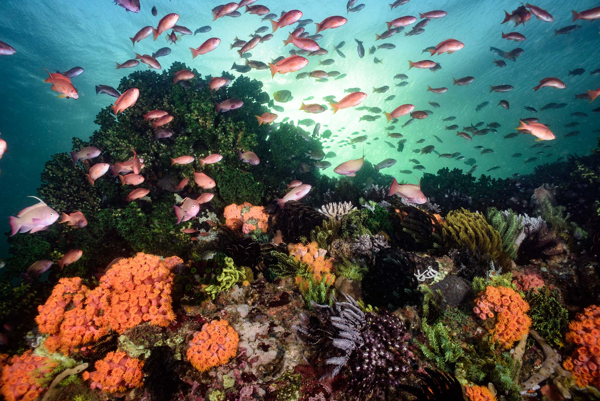 Nikon D810 + Nikon AF Nikkor 20mm F2.8D sample photo. The sea of fertility photography