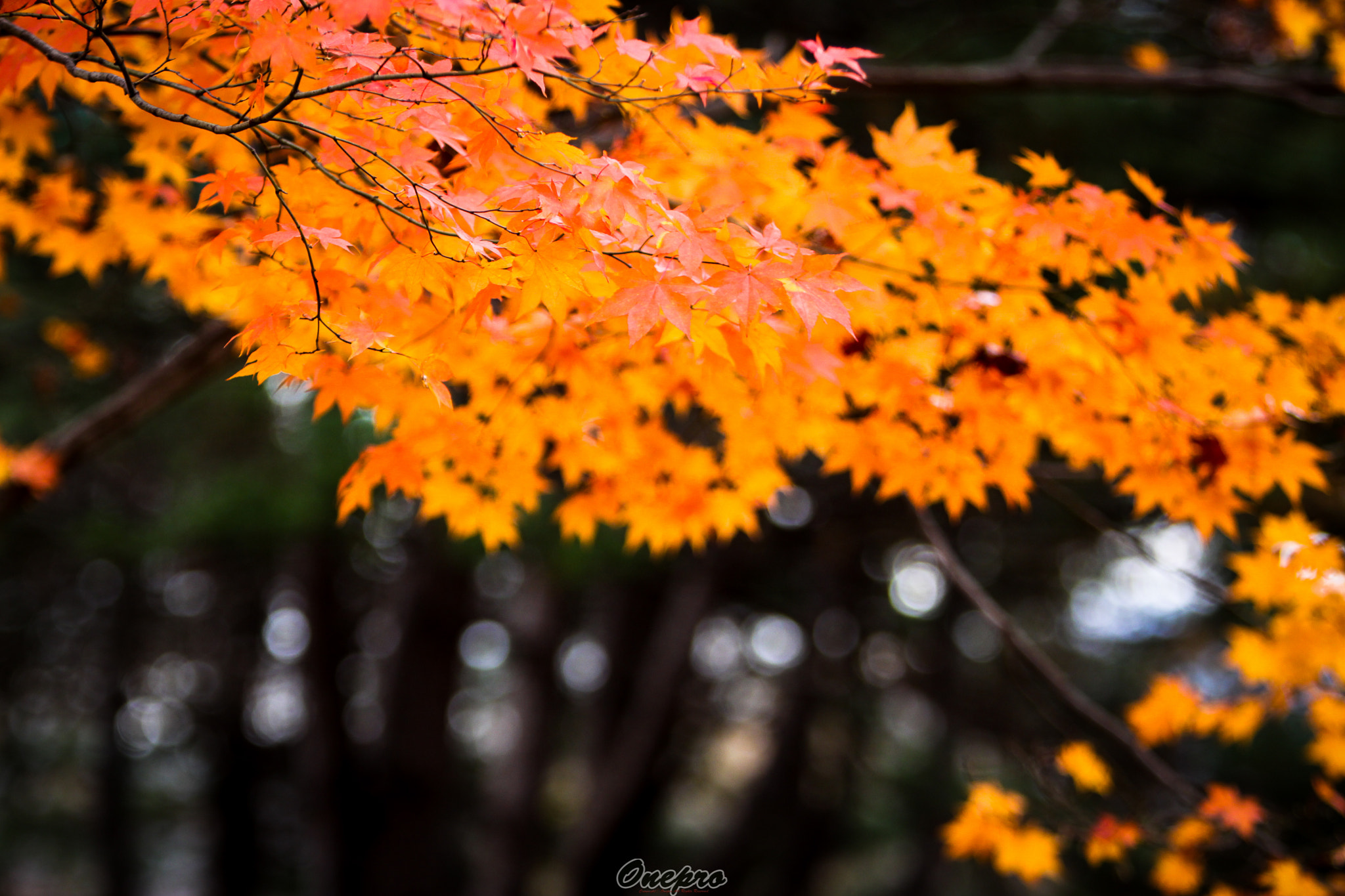Canon EF 70-200mm F2.8L IS USM sample photo. Onepro - 가을을 기다리며..(waiting for autumn) photography