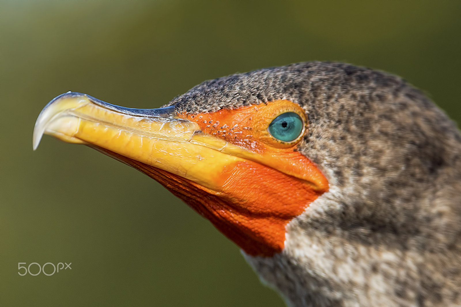 Nikon D810 sample photo. Cormorant photography
