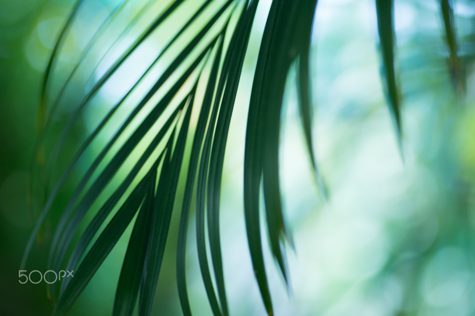 Nikon Df sample photo. Fluctuation photography