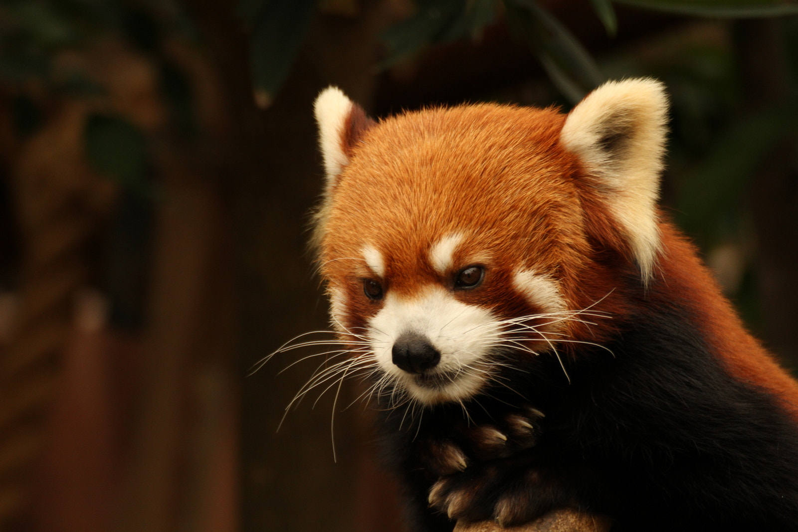 Canon EOS 7D + Tamron SP 70-300mm F4-5.6 Di VC USD sample photo. Red panda in meditation photography