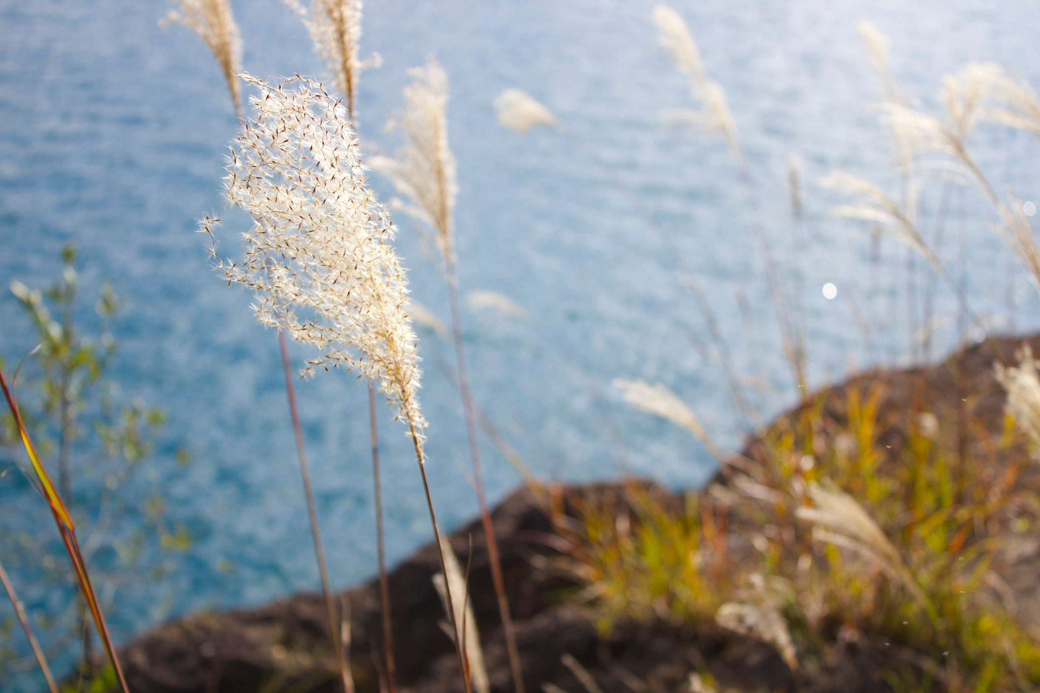 Canon EOS 600D (Rebel EOS T3i / EOS Kiss X5) sample photo. Img o photography