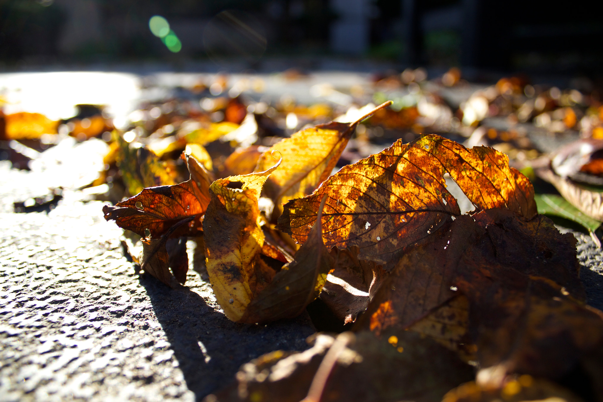 Canon EOS 600D (Rebel EOS T3i / EOS Kiss X5) sample photo. Img o photography