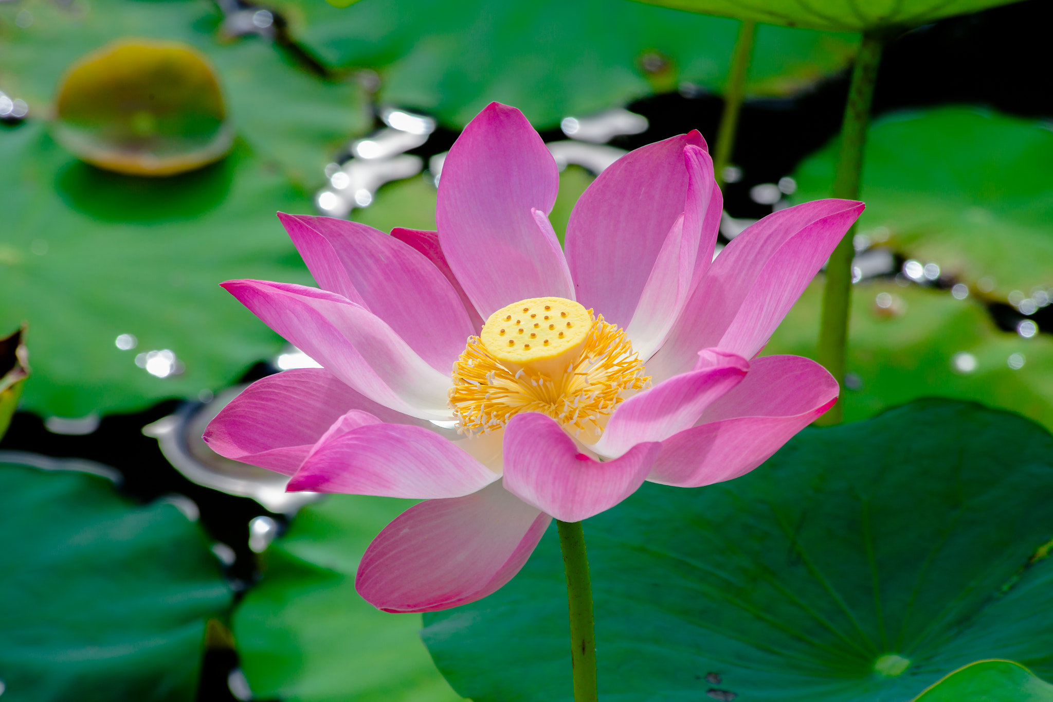 Canon EF 70-300mm F4-5.6 IS USM sample photo. Hoa sen hong photography