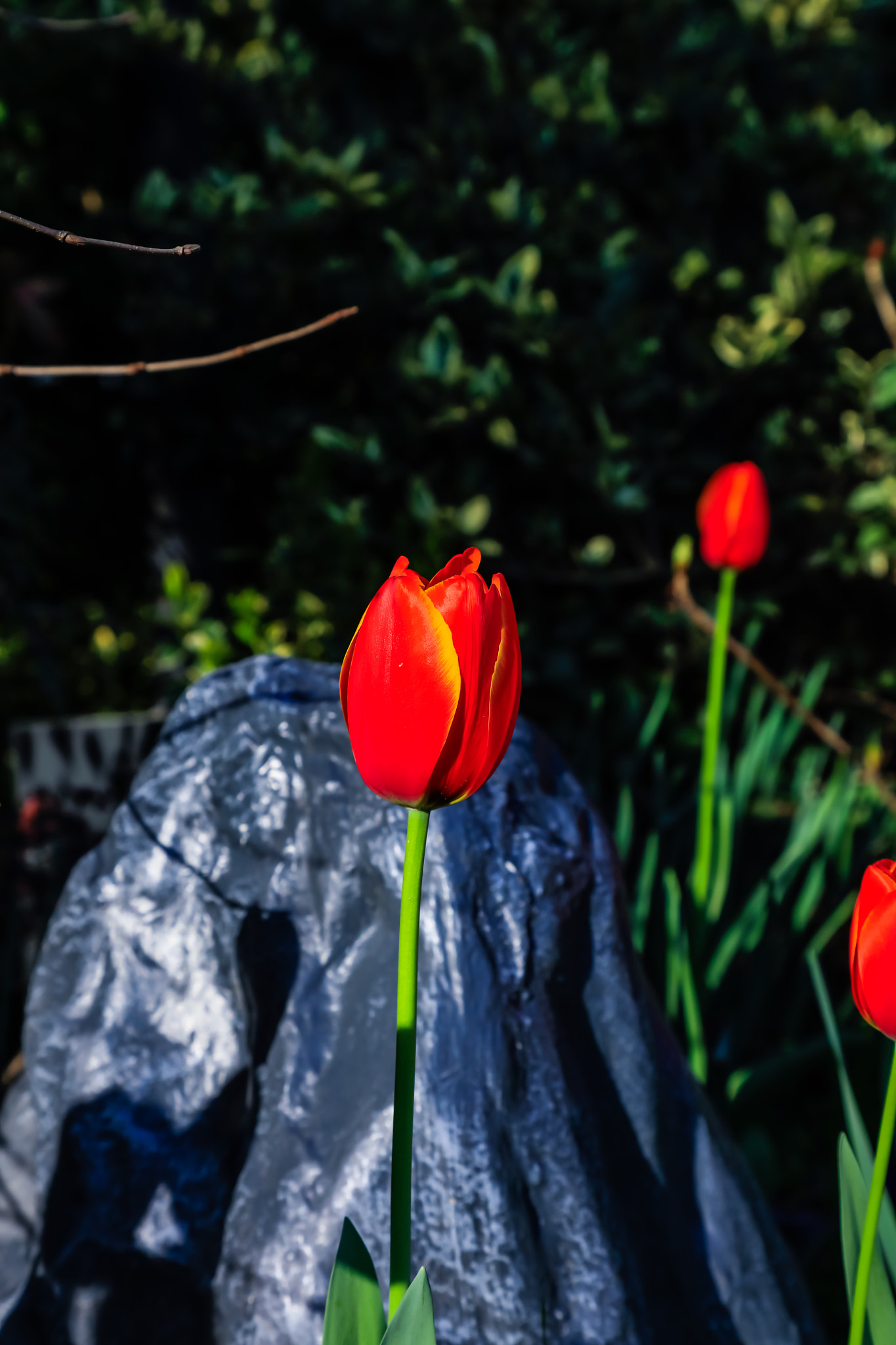 Canon EOS 5DS R sample photo