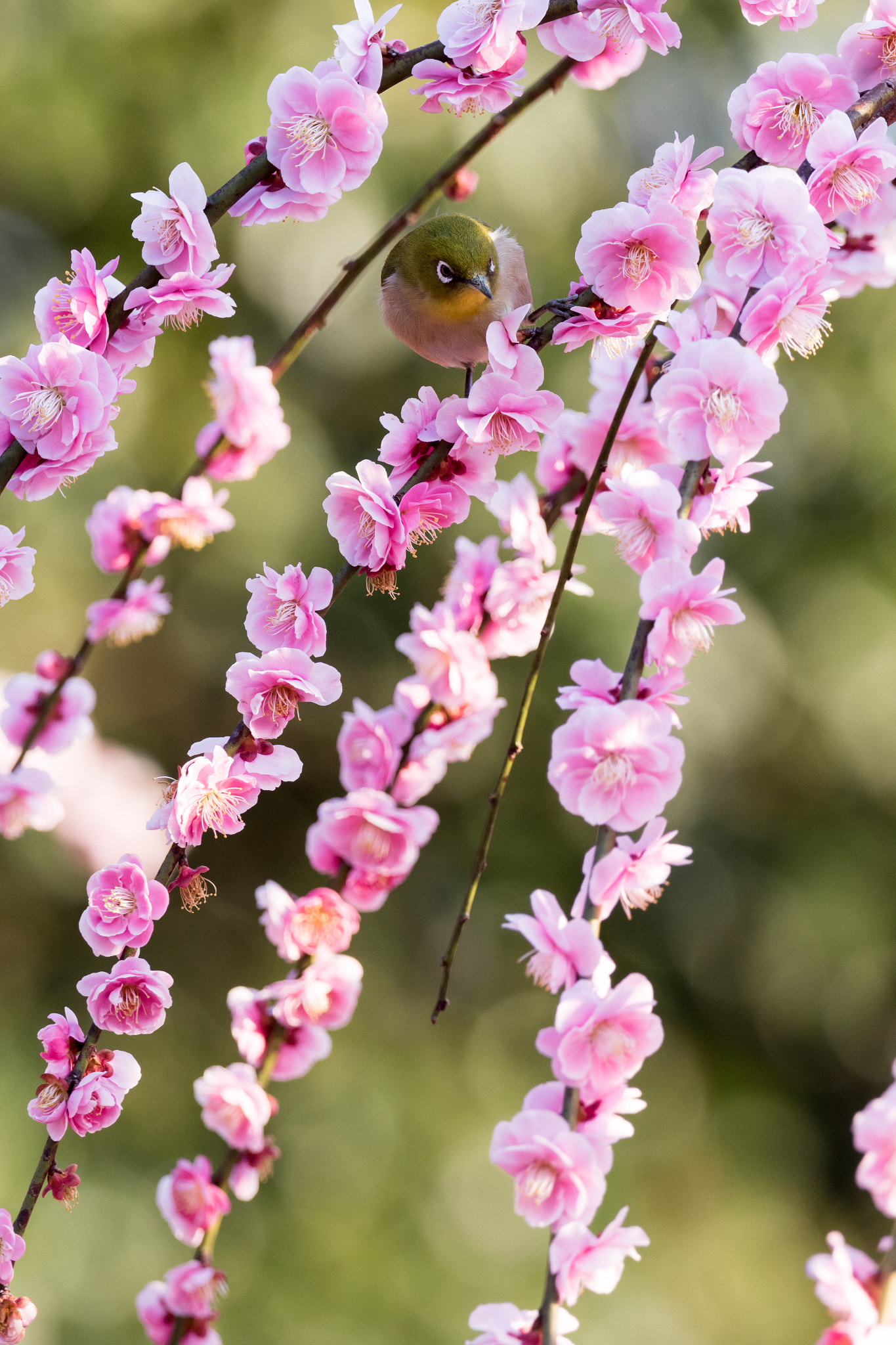 150-600mm F5-6.3 DG OS HSM | Contemporary 015 sample photo. ウメジロー photography