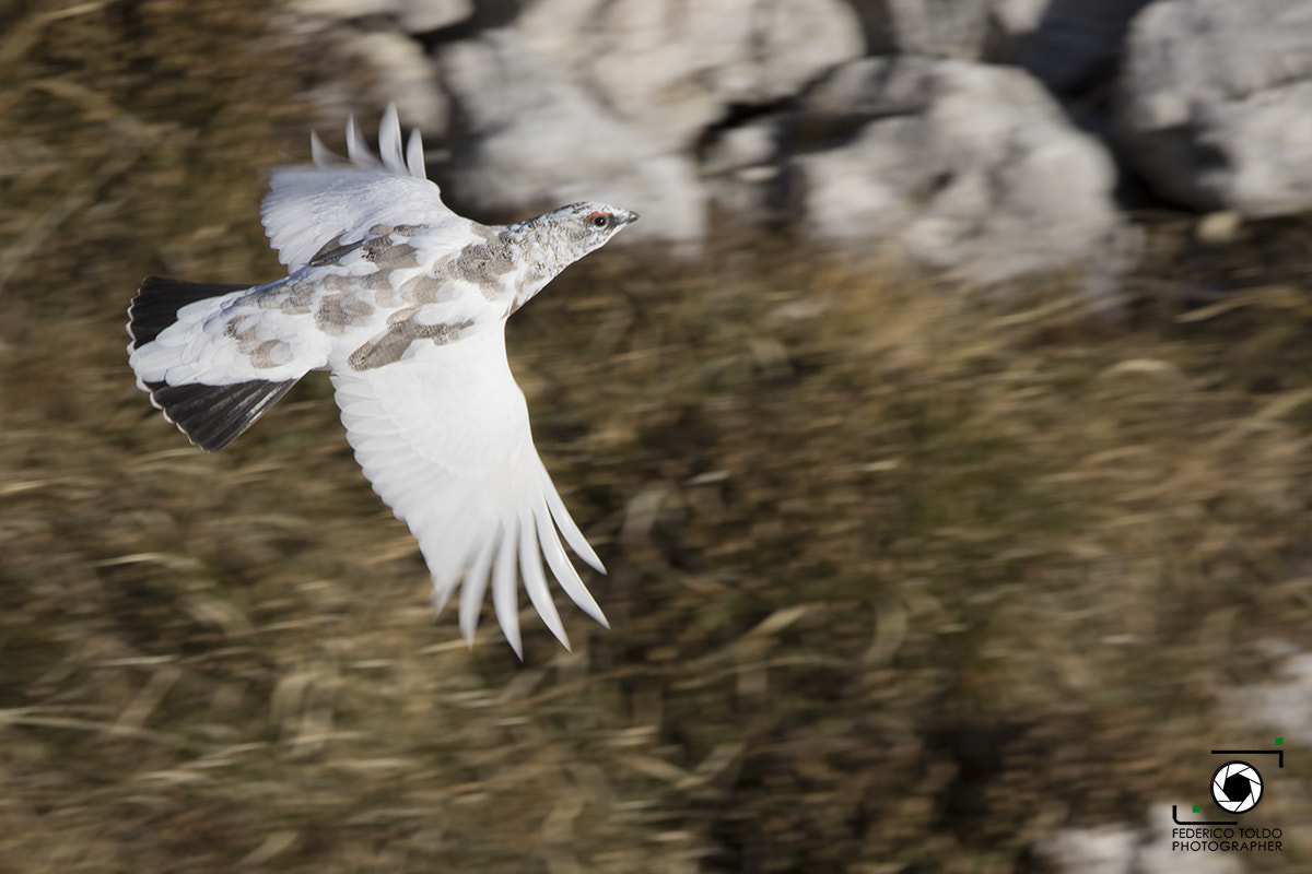 Sigma 150-600mm F5-6.3 DG OS HSM | C sample photo. In volo photography