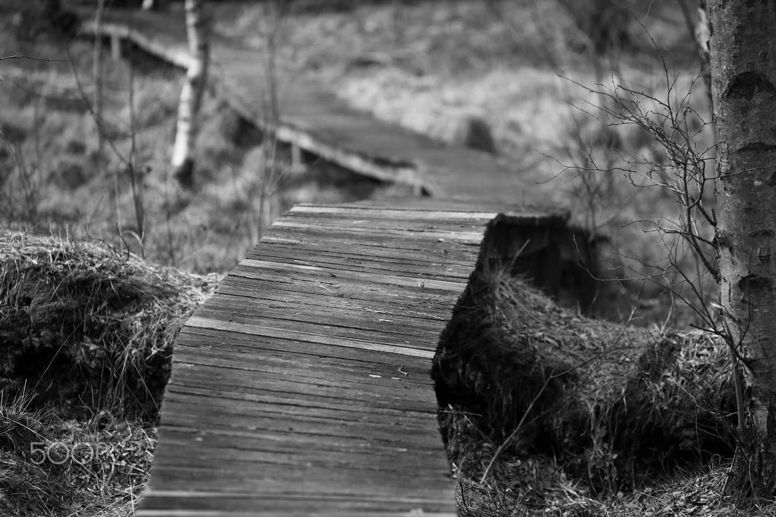 Canon EF 70-300mm F4-5.6L IS USM sample photo. Wooden way in to the moor photography