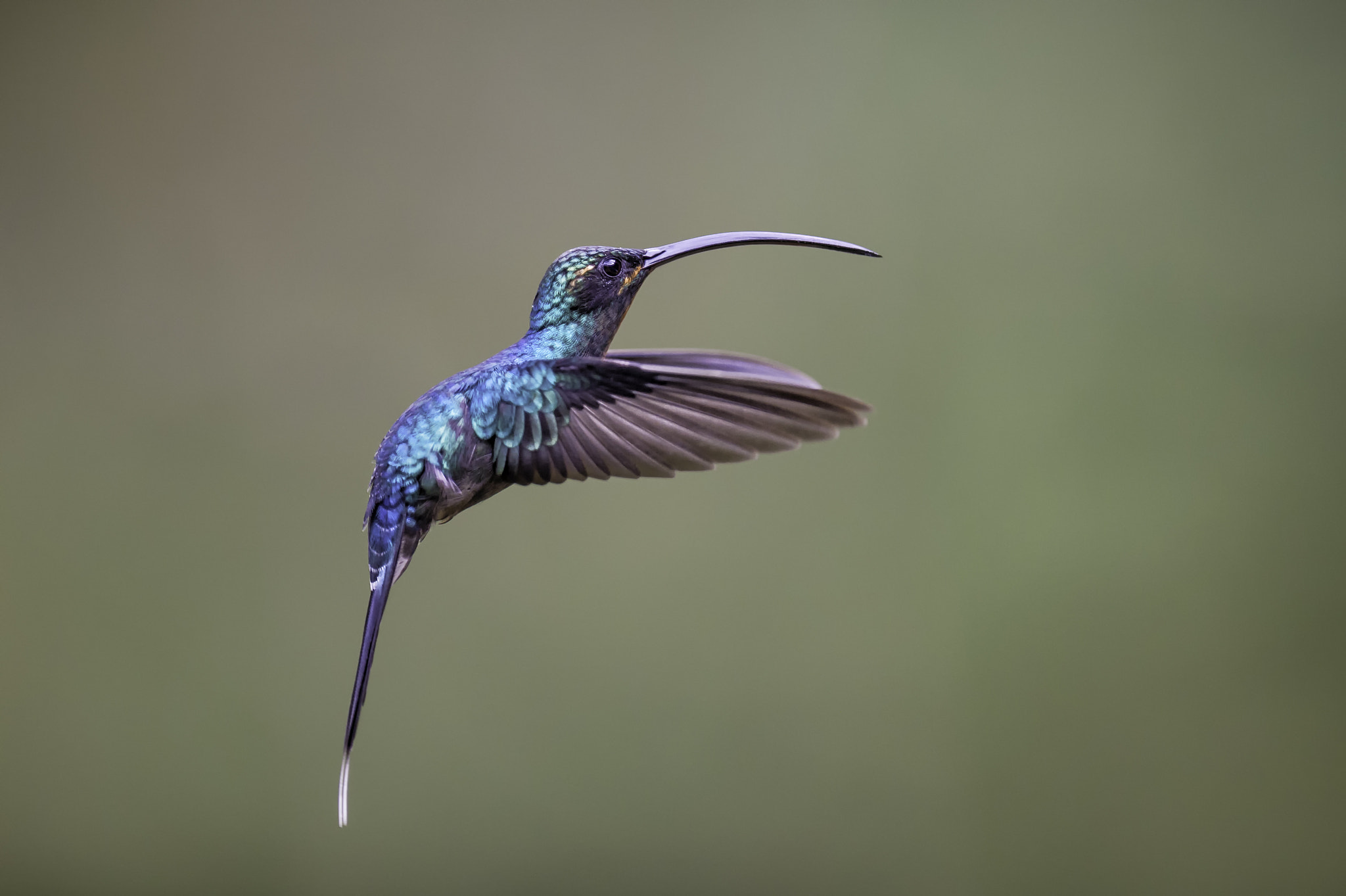 Nikon AF-S Nikkor 400mm F2.8G ED VR II sample photo. Eager to feed... photography
