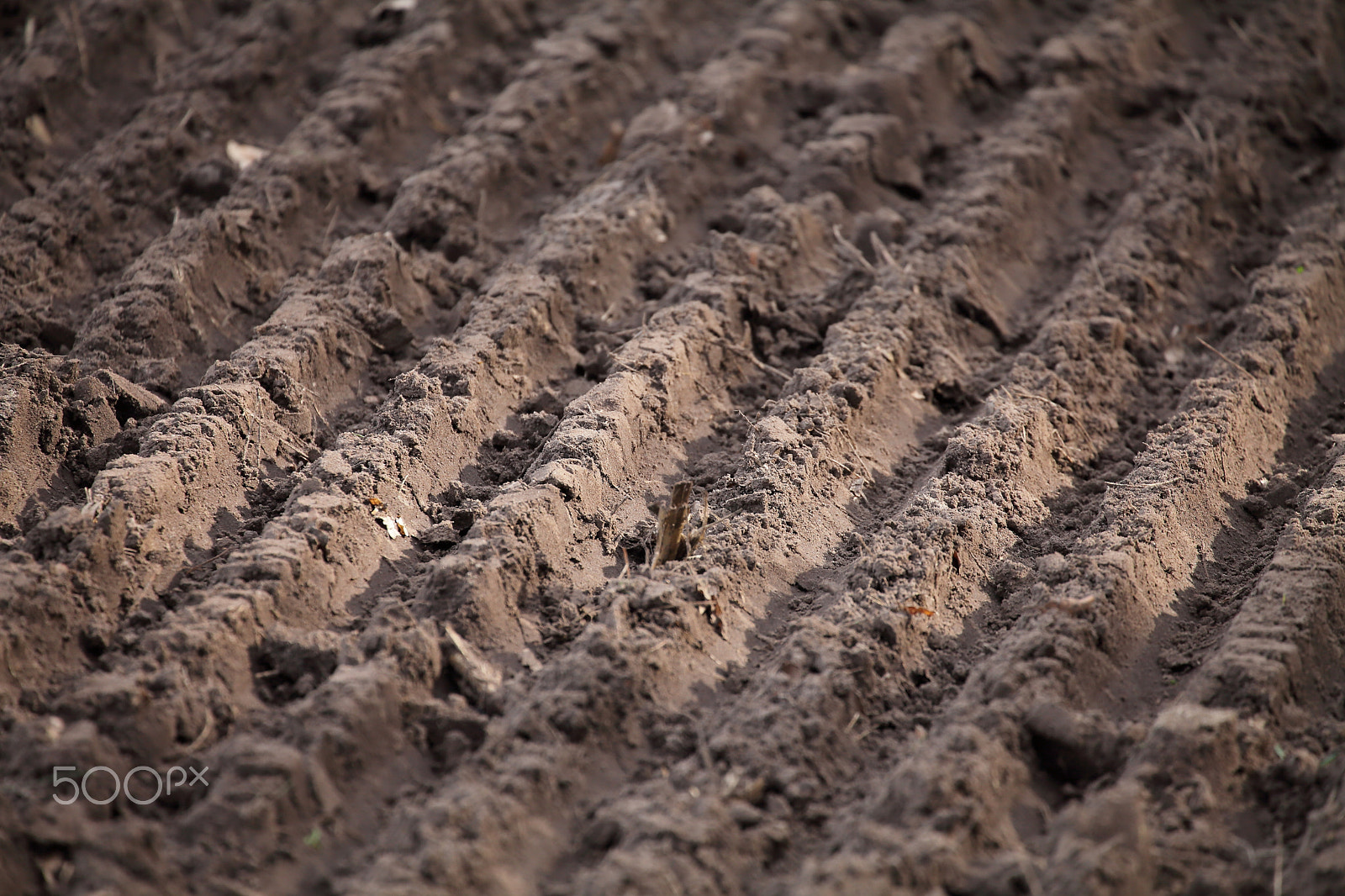 Canon EF 70-300mm F4-5.6L IS USM sample photo. Field in the sun photography