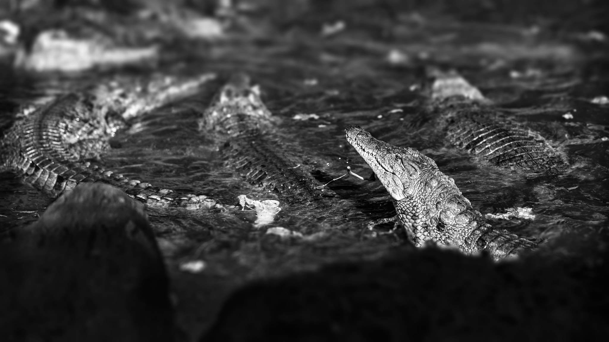 Samsung NX1 + Samsung NX 85mm F1.4 ED SSA sample photo. Crocodiles feeding photography