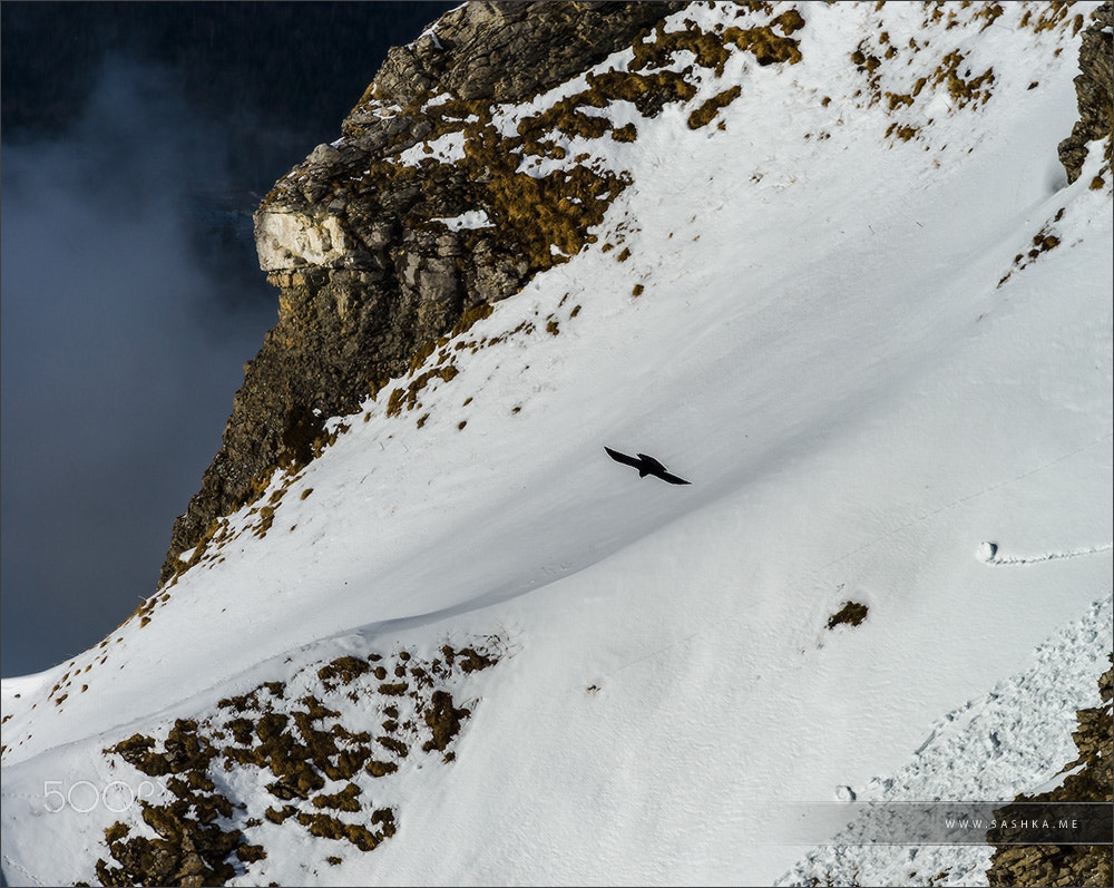 Sony a99 II + Minolta AF 80-200mm F2.8 HS-APO G sample photo. Aerial view of bird flying over the land photography