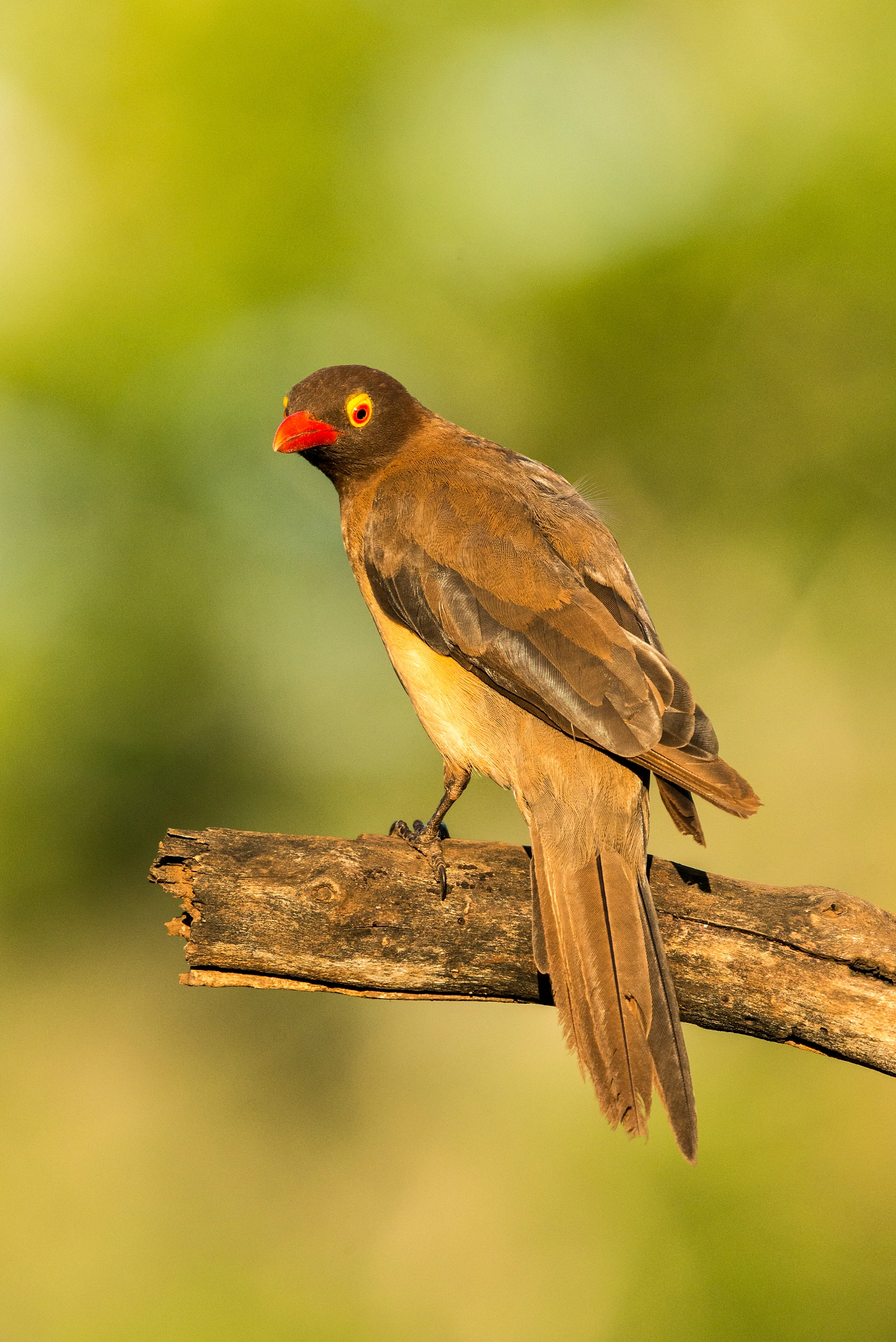 Nikon D800E + Nikon AF-S Nikkor 500mm F4G ED VR sample photo. Oxpecker photography