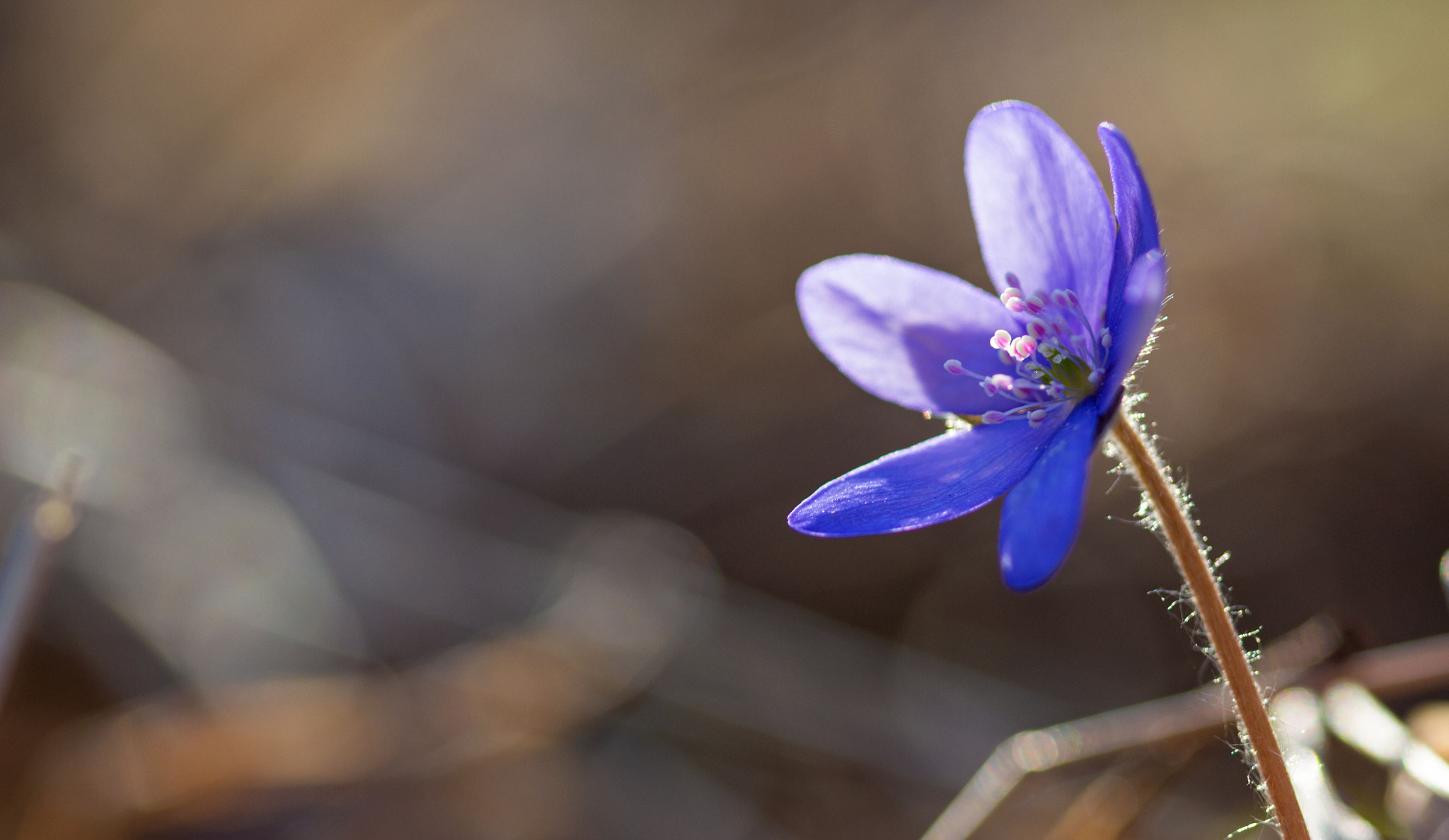 Canon EF 100mm F2.8 Macro USM sample photo. Violet spring photography