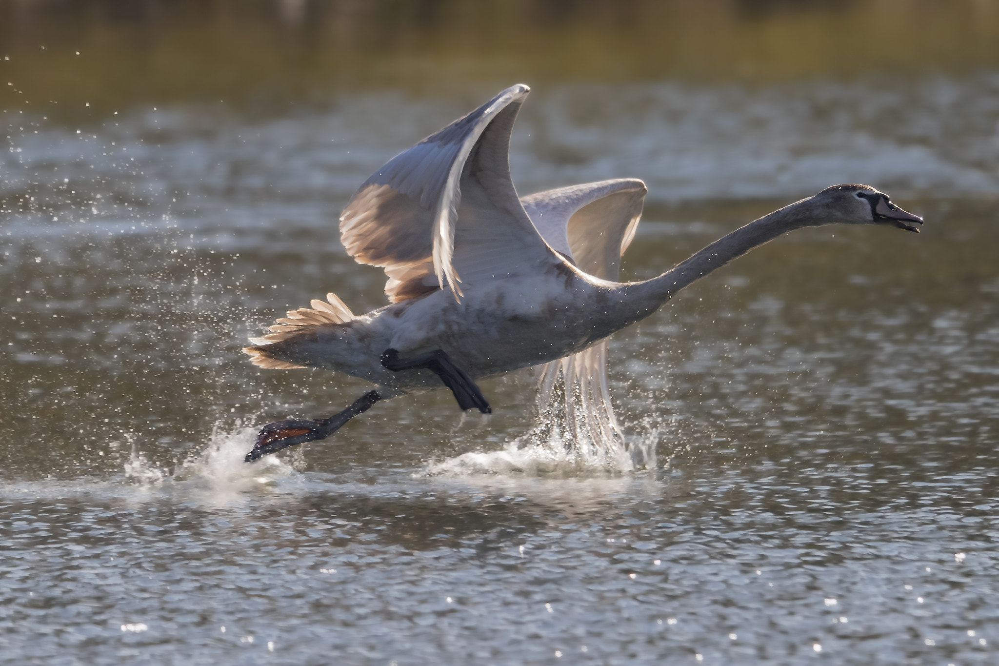 Canon EOS-1D X Mark II + Canon EF 400mm F2.8L IS II USM sample photo. Start.... photography