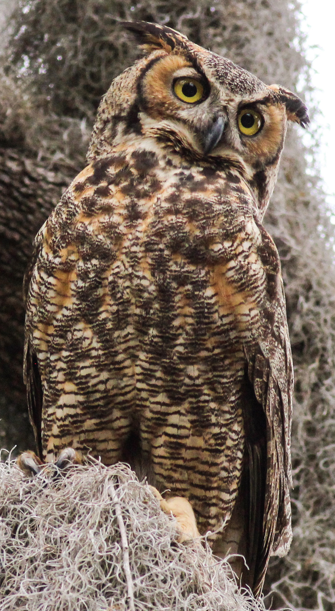 Canon EOS 600D (Rebel EOS T3i / EOS Kiss X5) + Canon EF 400mm F5.6L USM sample photo. Great horned photography