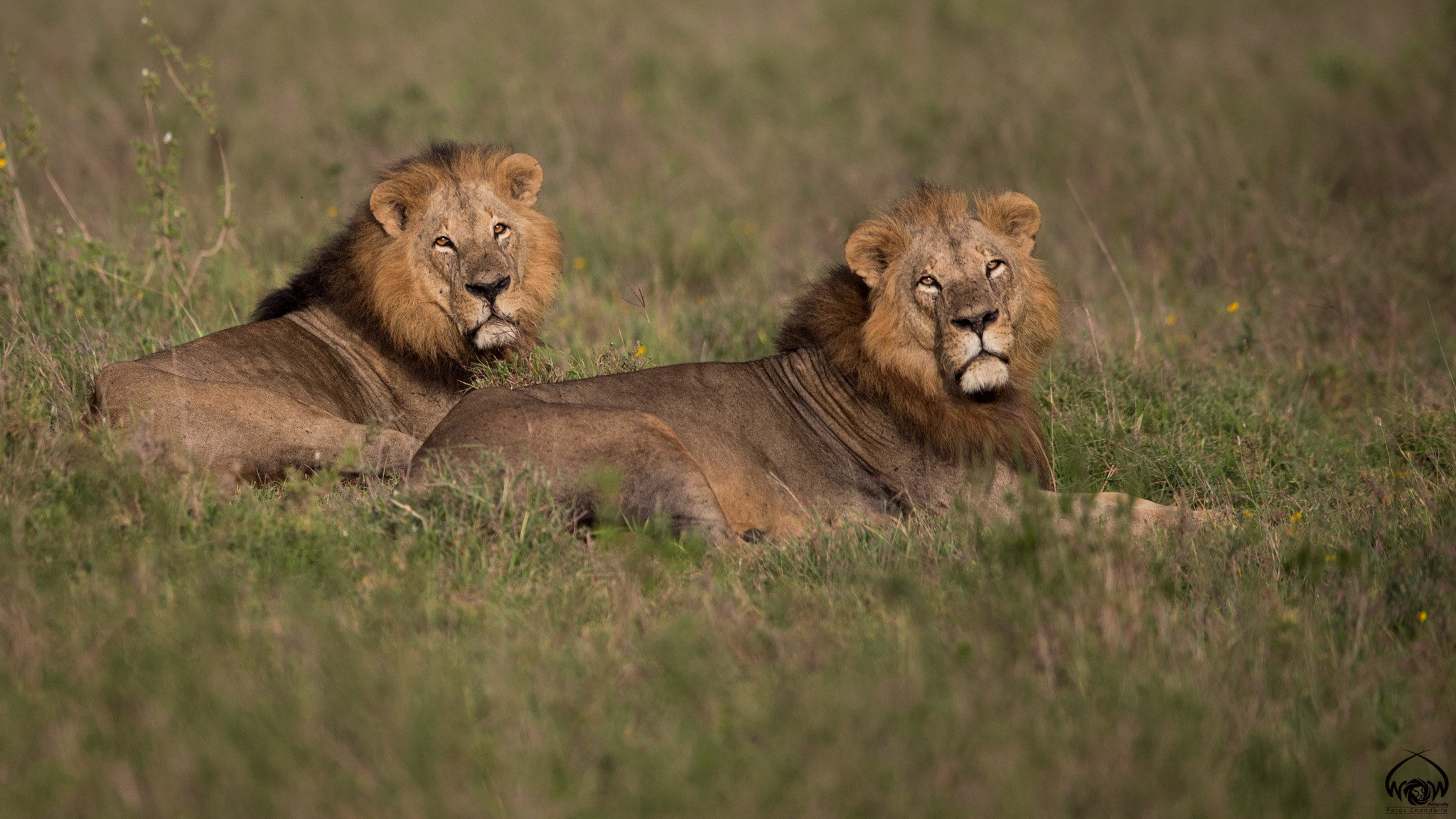 Canon EF 400mm F2.8L IS II USM sample photo. The kings of nairobi photography
