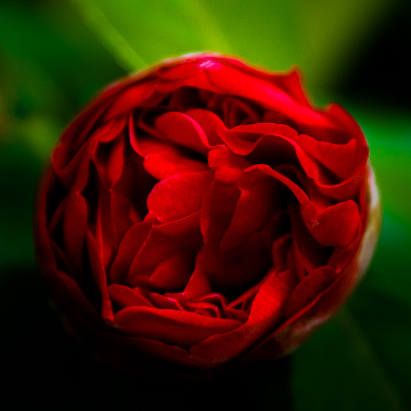 Canon EF 24-70mm F4L IS USM sample photo. 红配绿Σ（ﾟдﾟlll） photography