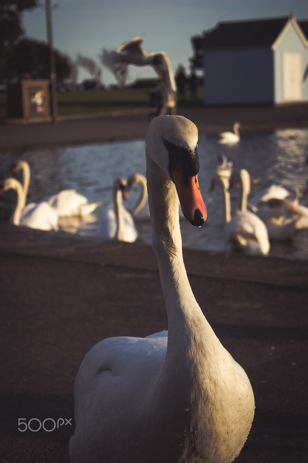 Canon EF-S 18-55mm F3.5-5.6 IS sample photo. Elegantly standing photography