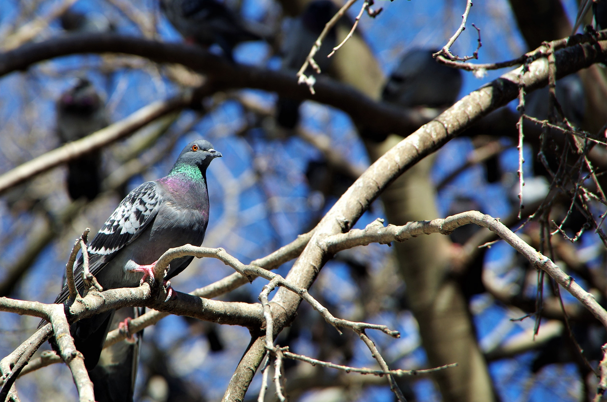 Pentax K-5 IIs sample photo. Pigeon photography