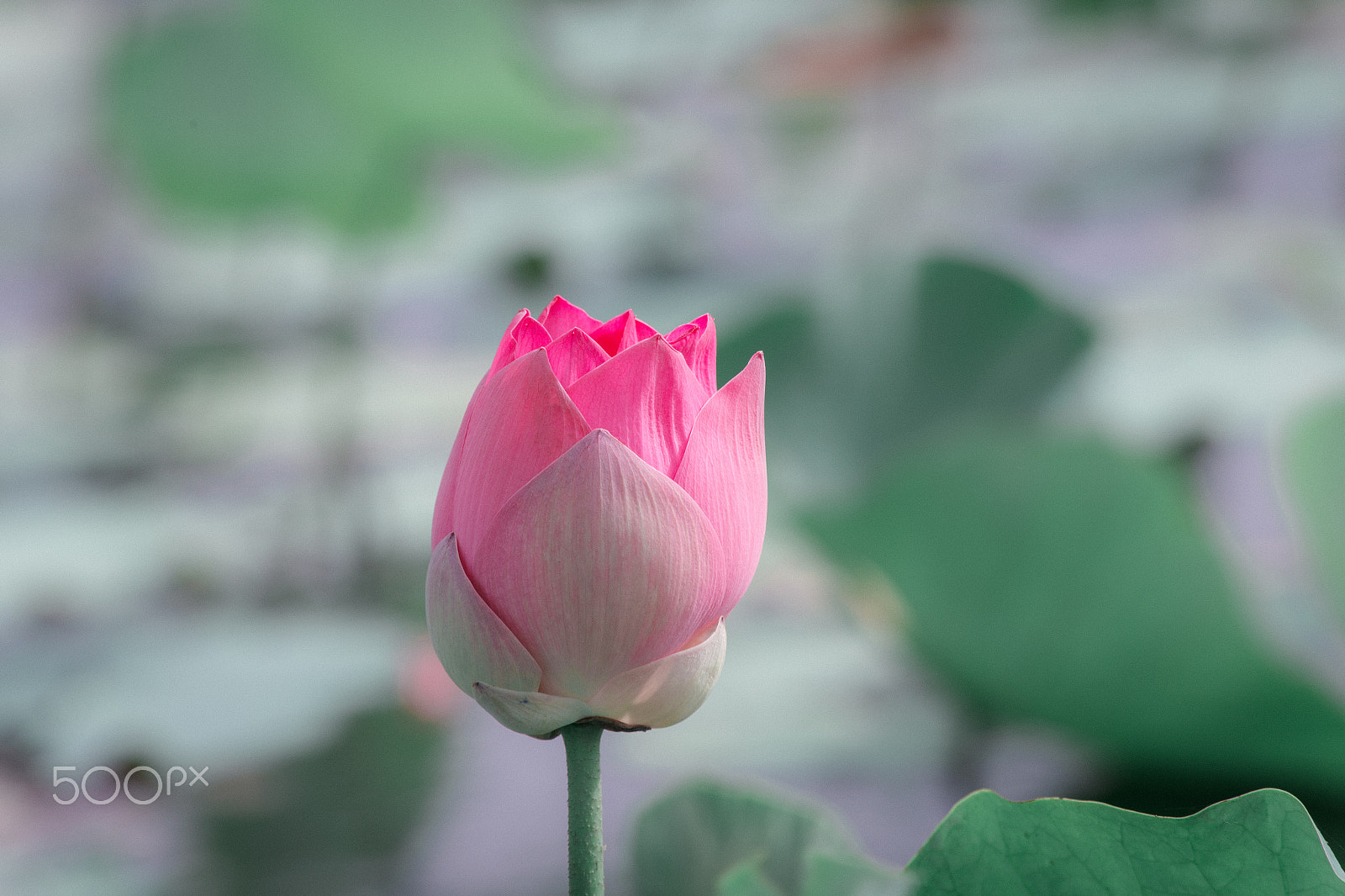 Canon EF 70-300mm F4-5.6 IS USM sample photo. Hoa sen photography