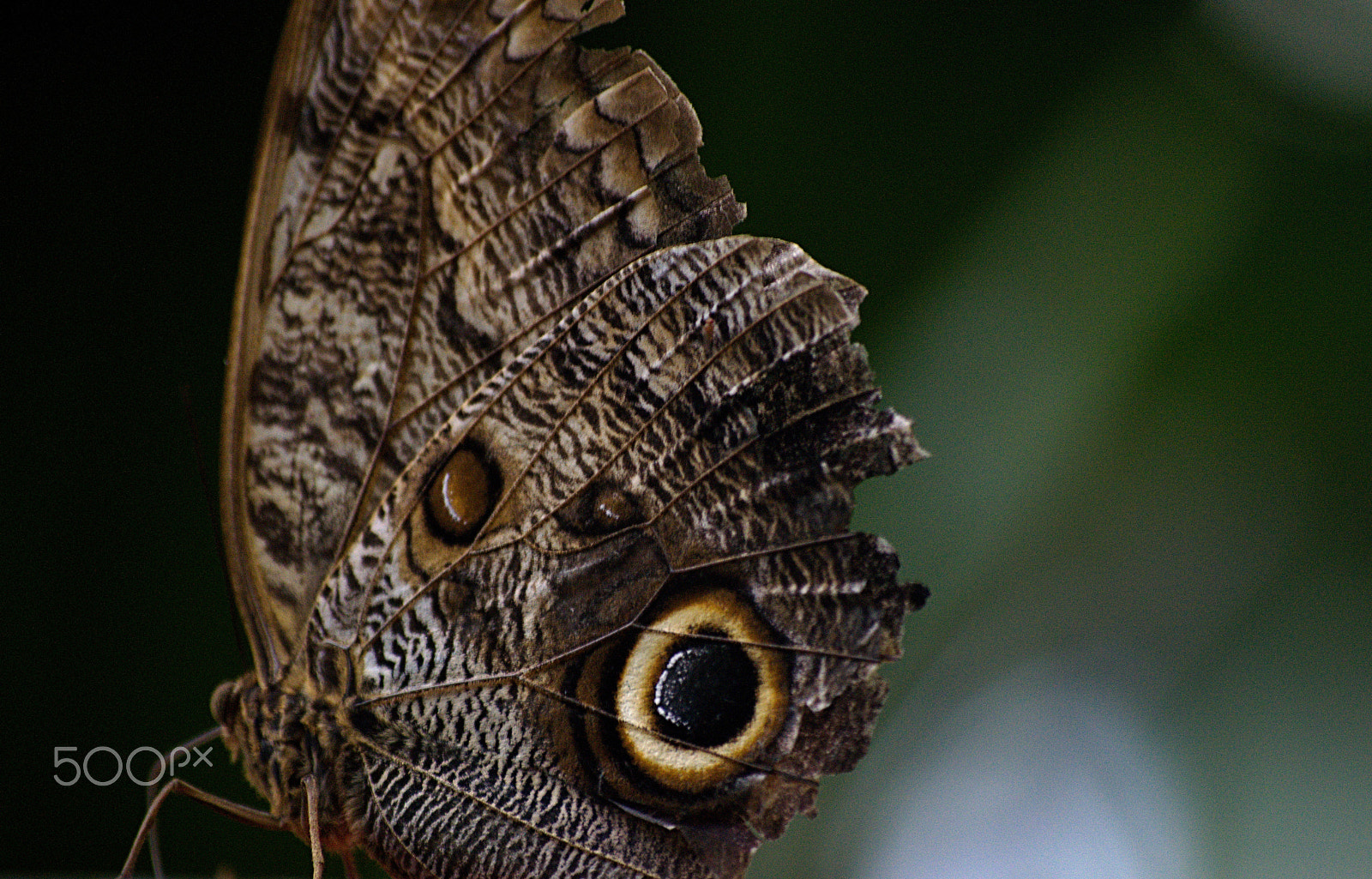 55.00 - 200.00 mm f/4.0 - 5.6 sample photo. Intime detail photography