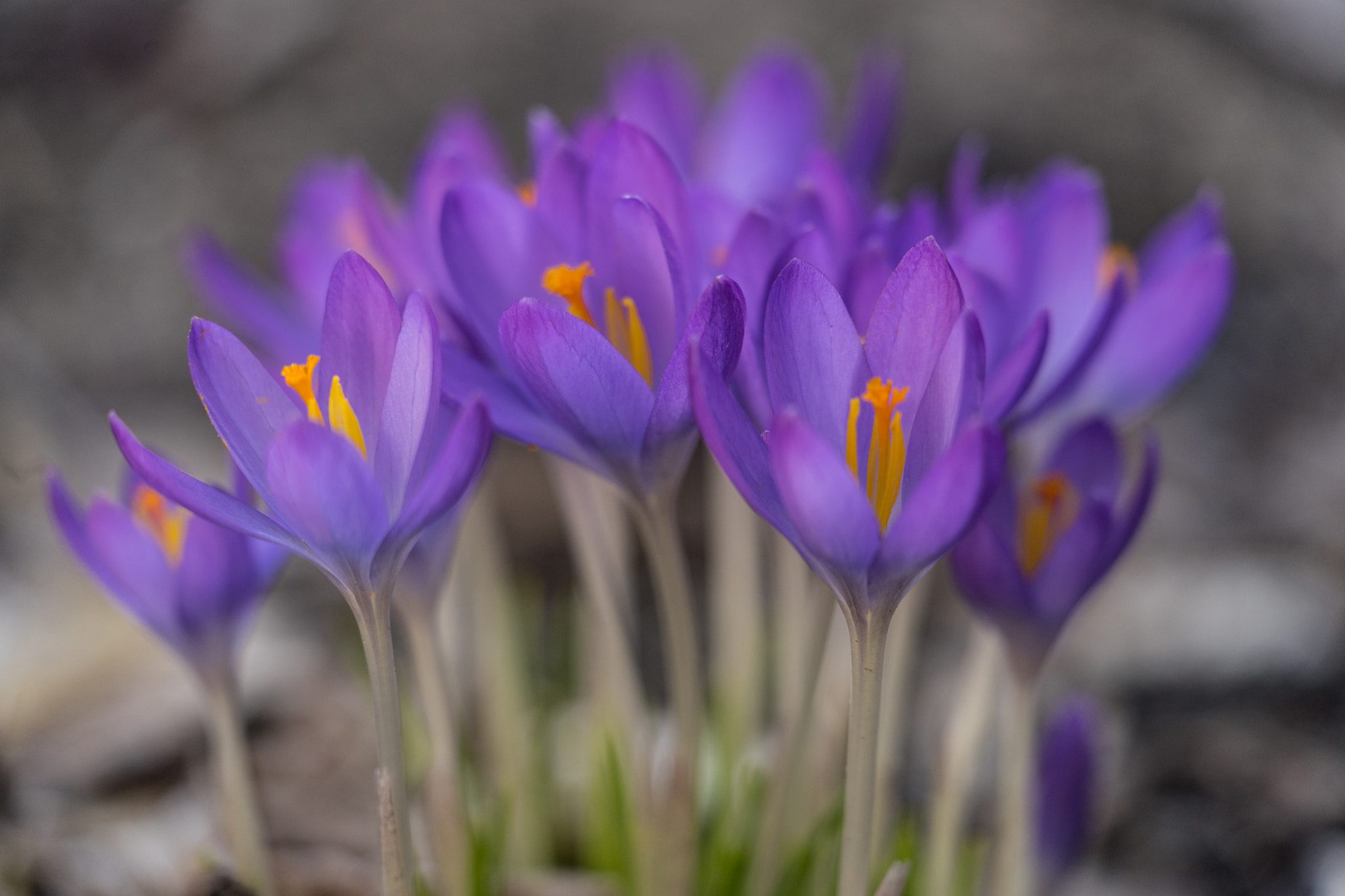 Sony FE 70-300mm F4.5-5.6 G OSS sample photo. Purple spring flower photography